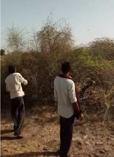 નોંધનીય છે કે, રાજસ્થાન અને પાકિસ્તાન તરફથી આવતાં તીડનું સંકટ હજુ ટળ્યું નથી, ત્યાં તો બીજી શક્યતાએ બારણે દસ્તક દીધી છે. તીડ નિયંત્રણ વિભાગે આપેલા એલર્ટ મુજબ, આગામી જૂન મહિનાના છેલ્લા સપ્તાહમાં રાજસ્થાન કે પાકિસ્તાન તરફથી નહીં પરંતુ સોમાલીયા તરફથી તીડના ઝુંડનું આક્રમણ થવાની આશંકા વ્યક્ત કરાઇ છે. વિભાગના મતે થોડા દિવસ પહેલા ગુજરાતથી 1000 કિલોમીટર દૂર સોમાલીયામાં તીડનું ઝુંડ દેખાયું છેે. નોંધનીય છે કે, રાજસ્થાન અને પાકિસ્તાન તરફથી આવતાં તીડનું સંકટ હજુ ટળ્યું નથી, ત્યાં તો બીજી શક્યતાએ બારણે દસ્તક દીધી છે. તીડ નિયંત્રણ વિભાગે આપેલા એલર્ટ મુજબ, આગામી જૂન મહિનાના છેલ્લા સપ્તાહમાં રાજસ્થાન કે પાકિસ્તાન તરફથી નહીં પરંતુ સોમાલીયા તરફથી તીડના ઝુંડનું આક્રમણ થવાની આશંકા વ્યક્ત કરાઇ છે. વિભાગના મતે થોડા દિવસ પહેલા ગુજરાતથી 1000 કિલોમીટર દૂર સોમાલીયામાં તીડનું ઝુંડ દેખાયું છેે.