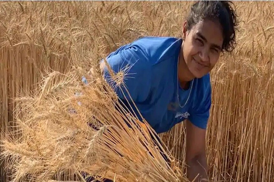 ભારત માટે 200 આંતરરાષ્ટ્રીય મેચ રમી ચૂકેલી પૂનમ રાની મલિક લૉકડાઉનમાં પોતાના પરિવાર સાથે પાકની કાપણીમાં મદદ કરી રહી છે. તેણે બતાવ્યું કે તે ગામમાં જ જન્મી છે પણ રમતના કારણે ક્યારેય કાપણી સમયે ઘરે રહેતી ન હતી. ભારત માટે 200 આંતરરાષ્ટ્રીય મેચ રમી ચૂકેલી પૂનમ રાની મલિક લૉકડાઉનમાં પોતાના પરિવાર સાથે પાકની કાપણીમાં મદદ કરી રહી છે. તેણે બતાવ્યું કે તે ગામમાં જ જન્મી છે પણ રમતના કારણે ક્યારેય કાપણી સમયે ઘરે રહેતી ન હતી.