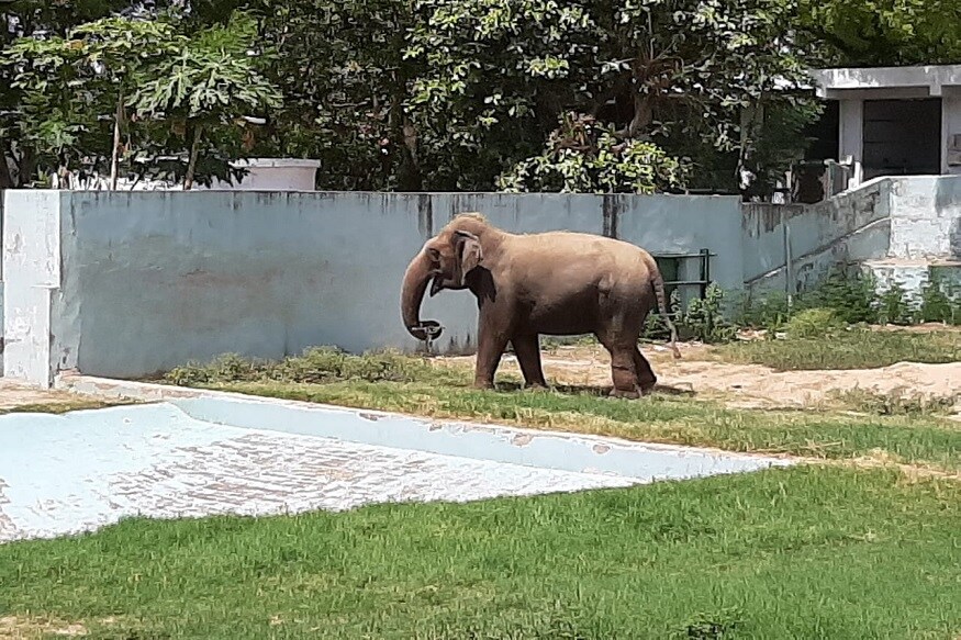 અમદાવાદમાં છેલ્લા ત્રણ દિવસથી કાળઝાળ ગરમી પડી રહી છે. ત્યારે પ્રાણીઓને ગરમીથી બચવા માટે અમદાવાદમાં (Ahmedabad) કાંકરિયા પ્રાણી સંગ્રાહલયમાં (kankariya zoo) કુલર મુકવામાં આવ્યા છે. અને સીધા સૂર્યના કિરણોથી બચવા માટે ગ્રીન નેટ લગાવવા આવી છે.અને પ્રાણીઓ પર પાણીનો છટકાવ કરવામાં આવે છે. જેના કારણે ઠંડક રહે છે. જો કે તાપમાન 40 ડિગ્રી ઉપર થાય એટલે પ્રાણીઓને ગરમી ખૂબ લાગે છે. જેના કારણે પ્રાણીસંગ્રાહલયમાં તાપમાન મેન્ટેઇન રાખવામાં આવે છે. (વિભુ પટેલ, અમદાવાદ) અમદાવાદમાં છેલ્લા ત્રણ દિવસથી કાળઝાળ ગરમી પડી રહી છે. ત્યારે પ્રાણીઓને ગરમીથી બચવા માટે અમદાવાદમાં (Ahmedabad) કાંકરિયા પ્રાણી સંગ્રાહલયમાં (kankariya zoo) કુલર મુકવામાં આવ્યા છે. અને સીધા સૂર્યના કિરણોથી બચવા માટે ગ્રીન નેટ લગાવવા આવી છે.અને પ્રાણીઓ પર પાણીનો છટકાવ કરવામાં આવે છે. જેના કારણે ઠંડક રહે છે. જો કે તાપમાન 40 ડિગ્રી ઉપર થાય એટલે પ્રાણીઓને ગરમી ખૂબ લાગે છે. જેના કારણે પ્રાણીસંગ્રાહલયમાં તાપમાન મેન્ટેઇન રાખવામાં આવે છે. (વિભુ પટેલ, અમદાવાદ)