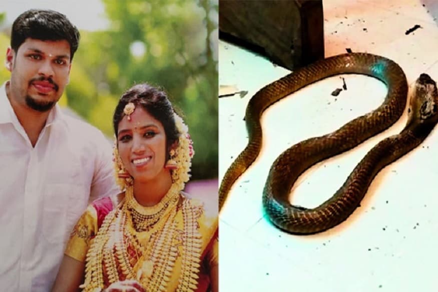 સાંપ કરડે તે જોઈ રહ્યો હતોઃ કોલ્લામના પોલીસ અધીક્ષક (ગ્રામ્ય), હરિશંકરના જણાવ્યા પ્રમાણે 6 મેના રોજ સૂરજે પોતાના દોસ્ત પાસેથી ઝેરી સાંપ ખરીદ્યો હતો. અને તેણે એક થેલામાં રાખીને પોતાના ઘરે લઈ ગયો હતો. રાતના સમયે જ્યારે તેની પત્ની સુઈ ગઈ હતી ત્યારે આ સાંપ તેના શરીર ઉપર ફેંકી દીધો હતો. સાંપે બે વખથ ઉથરાને ડંખ માર્યો હતો. સુરજ આ ઘટના જોઈ રહ્યો હતો. ડંખ માર્યા બાદ સૂરજ સાંપને એક કેન્ટેનરમાં રાખવાની કોશિશ કરી પરંતુ સાંપ તેની પકડમાં આવ્યો નહીં. અને રૂમમાં જ સંતાઈ ગયો. ડરના માર્યો સૂરજ પણ આખી રાત જાગતો રહ્યો. સાંપ કરડે તે જોઈ રહ્યો હતોઃ કોલ્લામના પોલીસ અધીક્ષક (ગ્રામ્ય), હરિશંકરના જણાવ્યા પ્રમાણે 6 મેના રોજ સૂરજે પોતાના દોસ્ત પાસેથી ઝેરી સાંપ ખરીદ્યો હતો. અને તેણે એક થેલામાં રાખીને પોતાના ઘરે લઈ ગયો હતો. રાતના સમયે જ્યારે તેની પત્ની સુઈ ગઈ હતી ત્યારે આ સાંપ તેના શરીર ઉપર ફેંકી દીધો હતો. સાંપે બે વખથ ઉથરાને ડંખ માર્યો હતો. સુરજ આ ઘટના જોઈ રહ્યો હતો. ડંખ માર્યા બાદ સૂરજ સાંપને એક કેન્ટેનરમાં રાખવાની કોશિશ કરી પરંતુ સાંપ તેની પકડમાં આવ્યો નહીં. અને રૂમમાં જ સંતાઈ ગયો. ડરના માર્યો સૂરજ પણ આખી રાત જાગતો રહ્યો.
