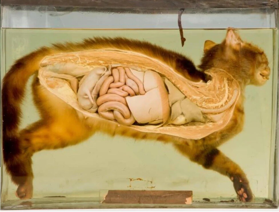 લંડનના Grant Museum of Zoology and Comparative Anatomy એક પ્રેગનેન્ટ બિલાડીના શરીરને સુરક્ષિત રાખ્યું છે. જેમાં બિલાડીના શરીરને કાપીને રાખવામાં આવ્યું છે જેથી તેનો ગર્ભ જોઇ શકાય છે. મ્યુઝિયમનું આ સ્પેસિમેન સૌથી વધુ વિચલિત કરનારું છે. લંડનના Grant Museum of Zoology and Comparative Anatomy એક પ્રેગનેન્ટ બિલાડીના શરીરને સુરક્ષિત રાખ્યું છે. જેમાં બિલાડીના શરીરને કાપીને રાખવામાં આવ્યું છે જેથી તેનો ગર્ભ જોઇ શકાય છે. મ્યુઝિયમનું આ સ્પેસિમેન સૌથી વધુ વિચલિત કરનારું છે.