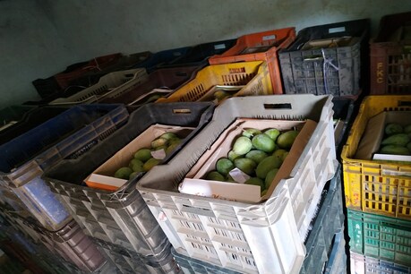 રાજકોટમાં કેરીના વેપારીઓને ત્યાં દરોડા, અખાદ્ય રીતે પકવેલી કેરીના જથ્થાનો નાશ કરાયો