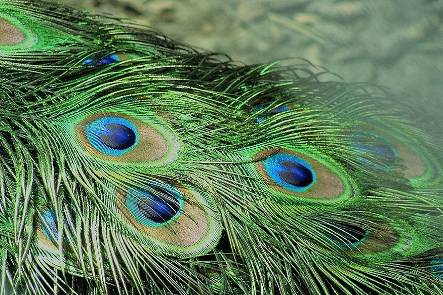 મોરપીંછ (Peacock Feather) હિંદુ ધર્મમાં શુભ માનવામાં આવે છે. આ ભગવાન શ્રીકૃષ્ણનાં (Shri Krishna) મુગટની શોભા વધારે છે. આ ઉપરાંત પણ મોરપીંછને ઘરમાં રાખવાથી ઘણાં ફાયદા થાય છે. માન્યા છે કે, આનાથી ઘરમાં સકારત્મક ઉર્જા (Positivity Energy) ફેલે છે. વાસ્તુ શાસ્ત્ર પ્રમાણે, મોરપંખથી ઘણાં લાભ મળે છે. જો ઘરમાં શ્રીકૃષ્ણની પ્રતિમા હોય તો મુગટ પર મોરપંખ જરૂર લગાવવું. આવું કરવાથી નકારાત્મક ઉર્જા ફેલતી નથી. મોરપીંછ (Peacock Feather) હિંદુ ધર્મમાં શુભ માનવામાં આવે છે. આ ભગવાન શ્રીકૃષ્ણનાં (Shri Krishna) મુગટની શોભા વધારે છે. આ ઉપરાંત પણ મોરપીંછને ઘરમાં રાખવાથી ઘણાં ફાયદા થાય છે. માન્યા છે કે, આનાથી ઘરમાં સકારત્મક ઉર્જા (Positivity Energy) ફેલે છે. વાસ્તુ શાસ્ત્ર પ્રમાણે, મોરપંખથી ઘણાં લાભ મળે છે. જો ઘરમાં શ્રીકૃષ્ણની પ્રતિમા હોય તો મુગટ પર મોરપંખ જરૂર લગાવવું. આવું કરવાથી નકારાત્મક ઉર્જા ફેલતી નથી.