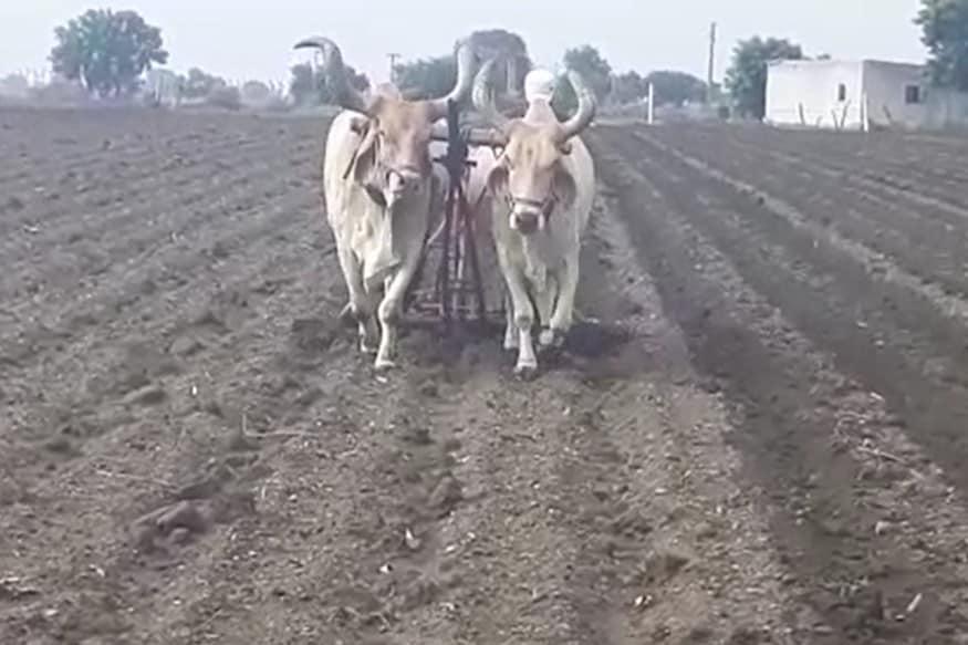 બીજી તરફ ખેડૂતોનું કહેવું છે કે કપાસનો પાક વર્ષમાં એક જ વાર લઈ શકાય છે, જ્યારે મગફળીનું વાવેતર કરીએ એટલે શિયાળુ પાક પણ લઈ શકાય છે. લૉકડાઉનના કારણે સૌરાષ્ટ્રભરમાંથી મોટાભાગના મજૂરો મધ્યપ્રદેશ સહિતના રાજ્યોમાં ચાલ્યા ગયા હોવાથી હાલમાં મજૂરોની અછત જોવા મળી રહી છે. બીજા બાજુ મોટાભાગના ખેડૂતો પોતાની જમીન મધ્યપ્રદેશના મજૂરોને ભાગમાં દેતા હોય છે, તે લોકો પમ પોતાના વતનમાં જતા રહ્યા હોવાથી મોટાભાગના ખેડૂતો જાતે ખેતી કરી રહ્યા છે. સુરત, અમદાવાદ અને મુંબઈથી આવેલા અમુક યુવાનો પણ પોતાના વતનમાં વાવણી કરવા માટે માતાપિતાને મદદ કરી રહ્યા છે. બીજી તરફ ખેડૂતોનું કહેવું છે કે કપાસનો પાક વર્ષમાં એક જ વાર લઈ શકાય છે, જ્યારે મગફળીનું વાવેતર કરીએ એટલે શિયાળુ પાક પણ લઈ શકાય છે. લૉકડાઉનના કારણે સૌરાષ્ટ્રભરમાંથી મોટાભાગના મજૂરો મધ્યપ્રદેશ સહિતના રાજ્યોમાં ચાલ્યા ગયા હોવાથી હાલમાં મજૂરોની અછત જોવા મળી રહી છે. બીજા બાજુ મોટાભાગના ખેડૂતો પોતાની જમીન મધ્યપ્રદેશના મજૂરોને ભાગમાં દેતા હોય છે, તે લોકો પમ પોતાના વતનમાં જતા રહ્યા હોવાથી મોટાભાગના ખેડૂતો જાતે ખેતી કરી રહ્યા છે. સુરત, અમદાવાદ અને મુંબઈથી આવેલા અમુક યુવાનો પણ પોતાના વતનમાં વાવણી કરવા માટે માતાપિતાને મદદ કરી રહ્યા છે.