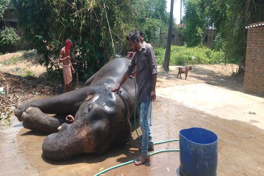 અખ્તર ઇમામે કહ્યું કે એક વાર તેમની પર જીવલેણ હુમલો કરવાનો પ્રયાસ પણ થયો હતો. ત્યારે આ બંને હાથીઓએ મને બચાવ્યો હતો. એક વારતો પિસ્તોલ લઇને કેટલાક લોકો મારા રૂમ તરફ વધવા લાગ્યા હતા. ત્યારે હાથીએ ચીમ પાડી અમને જગાવ્યા. અમારી ઊંઘ ખુલી જતા અમે અવાજ કર્યો અને લૂંટેરા ભાગી ગયા. અખ્તર ઇમામે કહ્યું કે એક વાર તેમની પર જીવલેણ હુમલો કરવાનો પ્રયાસ પણ થયો હતો. ત્યારે આ બંને હાથીઓએ મને બચાવ્યો હતો. એક વારતો પિસ્તોલ લઇને કેટલાક લોકો મારા રૂમ તરફ વધવા લાગ્યા હતા. ત્યારે હાથીએ ચીમ પાડી અમને જગાવ્યા. અમારી ઊંઘ ખુલી જતા અમે અવાજ કર્યો અને લૂંટેરા ભાગી ગયા.