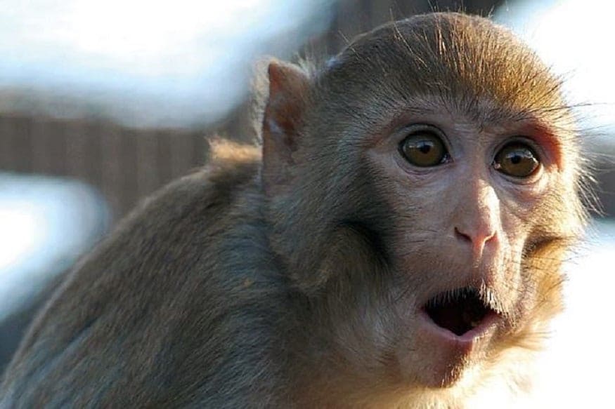 kanpur monkey kaalia got life imprisonment by kanpur zoo know ...