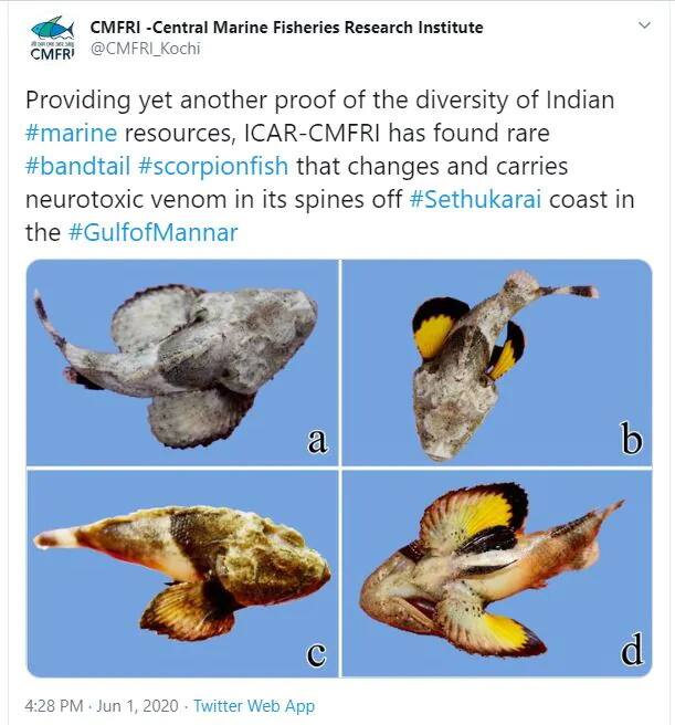  તસવીરોમાં જોઈ શકાય છે કે આ ખતરનાક સ્કોર્પિયનફિશે કેવી રીતે પોતાનો રંગ બદલીને કાળો કરી દીધો.