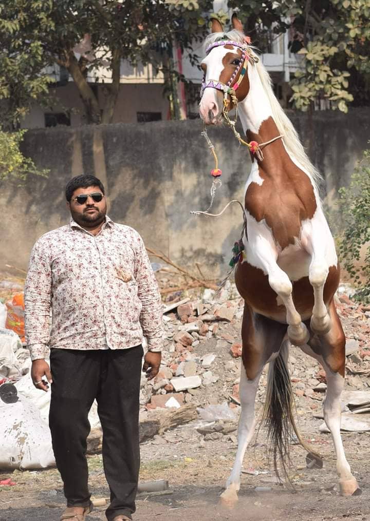 ત્યારે પોલીસની તપાસમાં સામે આવ્યું હતું કે, વરાછાના જગદીશ નગર ખાતે આવેલ પોપડ ની એક જમીન પર છેલ્લા કેટલાક સમયથી નરેશ માલસુરભાઇ ધગલ ગેરકાયદેસર કબજો જમાવીને બેસેલ છે. આ જમીને લઈએં વિવાદ ચાલે છે ત્યારે પોલીસે આ મામલે નરેશ સાથે આઠ લોકોની પૂછપરછ કરતા સમગ્ર મામલો સામે આવ્યો હતો અને પોલીસે આ ગેરકાયદેસર કબજો કરનાર નરેશની મોડી રાત્રે ધરપકડ કરી તેની પૂછપરછ કરતા સમગ્ર ઘટાનાની કબૂલાત કરી લીધી હતી. જેને લઈને પોલીસે આ ઈસમ વિરુદ્ધ કાયદેસરની કાર્યવાહી હાથ ધરી છે. (આરોપીની ફાઇલ તસવીર) ત્યારે પોલીસની તપાસમાં સામે આવ્યું હતું કે, વરાછાના જગદીશ નગર ખાતે આવેલ પોપડ ની એક જમીન પર છેલ્લા કેટલાક સમયથી નરેશ માલસુરભાઇ ધગલ ગેરકાયદેસર કબજો જમાવીને બેસેલ છે. આ જમીને લઈએં વિવાદ ચાલે છે ત્યારે પોલીસે આ મામલે નરેશ સાથે આઠ લોકોની પૂછપરછ કરતા સમગ્ર મામલો સામે આવ્યો હતો અને પોલીસે આ ગેરકાયદેસર કબજો કરનાર નરેશની મોડી રાત્રે ધરપકડ કરી તેની પૂછપરછ કરતા સમગ્ર ઘટાનાની કબૂલાત કરી લીધી હતી. જેને લઈને પોલીસે આ ઈસમ વિરુદ્ધ કાયદેસરની કાર્યવાહી હાથ ધરી છે. (આરોપીની ફાઇલ તસવીર)