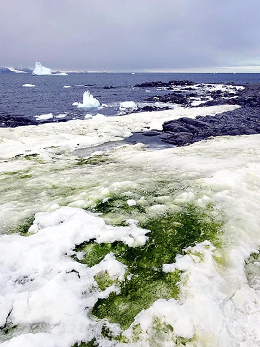 પહેલા એન્ટાર્કટિકાની (Antarctica) તસવીર સફેદ આવતી હતી. પરંતુ હવે આમાં લીલા રંગનું મિશ્રણ સામેલ થઈ રહ્યું છે. અહીં લીલો રંગ મોટાભાગે એન્ટાર્ટિકાના તટીય વિસ્તારમાં વધારે જોવા મળે છે. બની શકે કે થોડા વર્ષો પછી આખો એન્ટાર્ટિકામાં લીલા રંગનો (Green Snow) બરફ જોવા મળે. (તસવીર-AFP) પહેલા એન્ટાર્કટિકાની (Antarctica) તસવીર સફેદ આવતી હતી. પરંતુ હવે આમાં લીલા રંગનું મિશ્રણ સામેલ થઈ રહ્યું છે. અહીં લીલો રંગ મોટાભાગે એન્ટાર્ટિકાના તટીય વિસ્તારમાં વધારે જોવા મળે છે. બની શકે કે થોડા વર્ષો પછી આખો એન્ટાર્ટિકામાં લીલા રંગનો (Green Snow) બરફ જોવા મળે. (તસવીર-AFP)