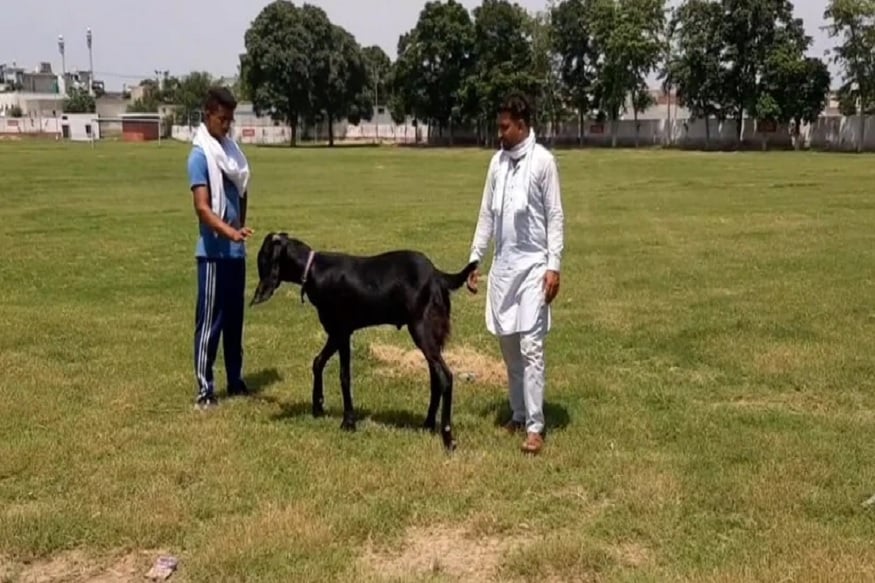 બકરીઈદનો તહેવાર આવનારો છે. આ તહેવારમાં જાનવરોની કુર્બાની આપવામાં આવે છે. ખાસ કરીને બકરા મોંઘા ભાવે ખરીદવામાં આવે છે. મલેરકોટલામાં સૌથી મોટી બકરા મંડી લાગે છે જ્યાં રાજસ્થાન, હરિયાણા, હિમાચલથી લોકો આવે છે. અહીં હજારો લોકોનો સમાવેશ થાય ચે. બકારાઓની લાખોની બોલી લાખે છે. પરંતુ આ વખતે કોરોના વાયરસના પગલે મેળો નહીં લાગે. પરંતુ આ વચ્ચે સંગરુરના કંગનવાલ ગામમાં એક ડોઢ વર્ષનો બકરો શેર ખાન ખૂબજ ચર્ચામાં છે. બકરીઈદનો તહેવાર આવનારો છે. આ તહેવારમાં જાનવરોની કુર્બાની આપવામાં આવે છે. ખાસ કરીને બકરા મોંઘા ભાવે ખરીદવામાં આવે છે. મલેરકોટલામાં સૌથી મોટી બકરા મંડી લાગે છે જ્યાં રાજસ્થાન, હરિયાણા, હિમાચલથી લોકો આવે છે. અહીં હજારો લોકોનો સમાવેશ થાય ચે. બકારાઓની લાખોની બોલી લાખે છે. પરંતુ આ વખતે કોરોના વાયરસના પગલે મેળો નહીં લાગે. પરંતુ આ વચ્ચે સંગરુરના કંગનવાલ ગામમાં એક ડોઢ વર્ષનો બકરો શેર ખાન ખૂબજ ચર્ચામાં છે.