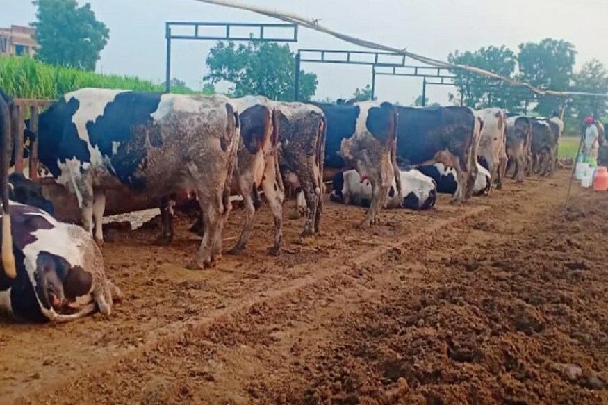 આ મામલે અહમદનગરના ખેડૂત નંદુ રોકડેએ ન્યૂઝ 18 સાથેની વાતચીતમાં જણાવ્યું કે તેમની પાસે 15 ગાય છે. પ્રતિદિન તેઓ 3,000 રૂપિયાની નુકશાની ભોગવી રહ્યા છે. આ મામલે અહમદનગરના ખેડૂત નંદુ રોકડેએ ન્યૂઝ 18 સાથેની વાતચીતમાં જણાવ્યું કે તેમની પાસે 15 ગાય છે. પ્રતિદિન તેઓ 3,000 રૂપિયાની નુકશાની ભોગવી રહ્યા છે.