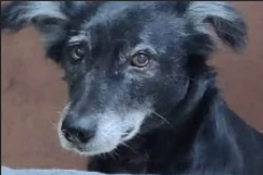 કાનપુરઃ શ્વાનમાં વફાદારી (Loyalty of dogs) અને માલિક પ્રત્યે કૂતરાના લગાવના અનેક કિસ્સાઓ તમે સાંભળ્યા હશે પરંતુ કાનપુરમાં એક પાળતું કૂતરાએ એવું કામ કરી નાંખ્યું કે આખા વિસ્તારમાં ડોગીની વફાદારીની ચર્ચાઓ થવા લાગી હતી. સાથે સાથે લોકોની આંખોમાં આંસુ પણ આવી ગયા હતા. પાળતું કૂતરાએ માલકિનના મોતના ગમમાં ઘરના ચોથા માળેથી કૂદકો (dog jump from 4 th floor) લગાવી પોતાનો જીવ આપ્યો હતો. કાનપુરઃ શ્વાનમાં વફાદારી (Loyalty of dogs) અને માલિક પ્રત્યે કૂતરાના લગાવના અનેક કિસ્સાઓ તમે સાંભળ્યા હશે પરંતુ કાનપુરમાં એક પાળતું કૂતરાએ એવું કામ કરી નાંખ્યું કે આખા વિસ્તારમાં ડોગીની વફાદારીની ચર્ચાઓ થવા લાગી હતી. સાથે સાથે લોકોની આંખોમાં આંસુ પણ આવી ગયા હતા. પાળતું કૂતરાએ માલકિનના મોતના ગમમાં ઘરના ચોથા માળેથી કૂદકો (dog jump from 4 th floor) લગાવી પોતાનો જીવ આપ્યો હતો.