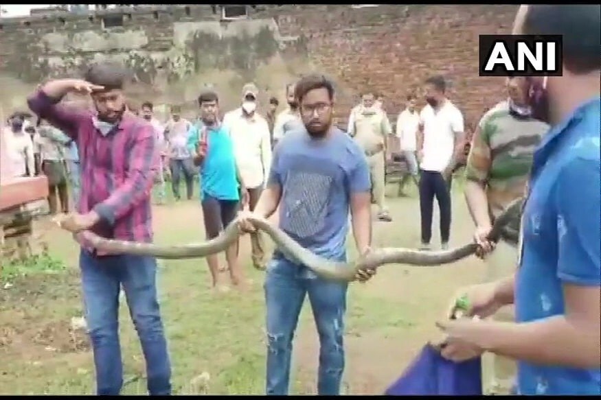 આ કિંગ કોબરા કેટલા ખતરનાક અને વિશાળ હશે તે વાતનો અંદાજો તે વાતથી લગાવી શકાય છે કે વન વિભાગની પૂરી ટીમ મંદિર પરિસરમાંથી તેને નીકાળવા માટે મંડી પડી. મંદિરે જ કોબારા હોવાની ખબર વન વિભાગને આપી હતી. આ કિંગ કોબરા કેટલા ખતરનાક અને વિશાળ હશે તે વાતનો અંદાજો તે વાતથી લગાવી શકાય છે કે વન વિભાગની પૂરી ટીમ મંદિર પરિસરમાંથી તેને નીકાળવા માટે મંડી પડી. મંદિરે જ કોબારા હોવાની ખબર વન વિભાગને આપી હતી.