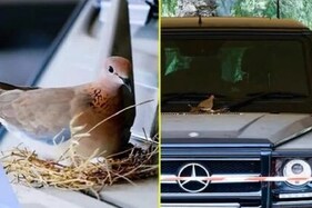 Video:દુબઈના રાજકુમારની મર્સિડિઝ કાર પર પક્ષીએ ઇંડા મૂક્યા, આ પછી પ્રિન્સે એવું કર્યું કે તમને થશે આનંદ