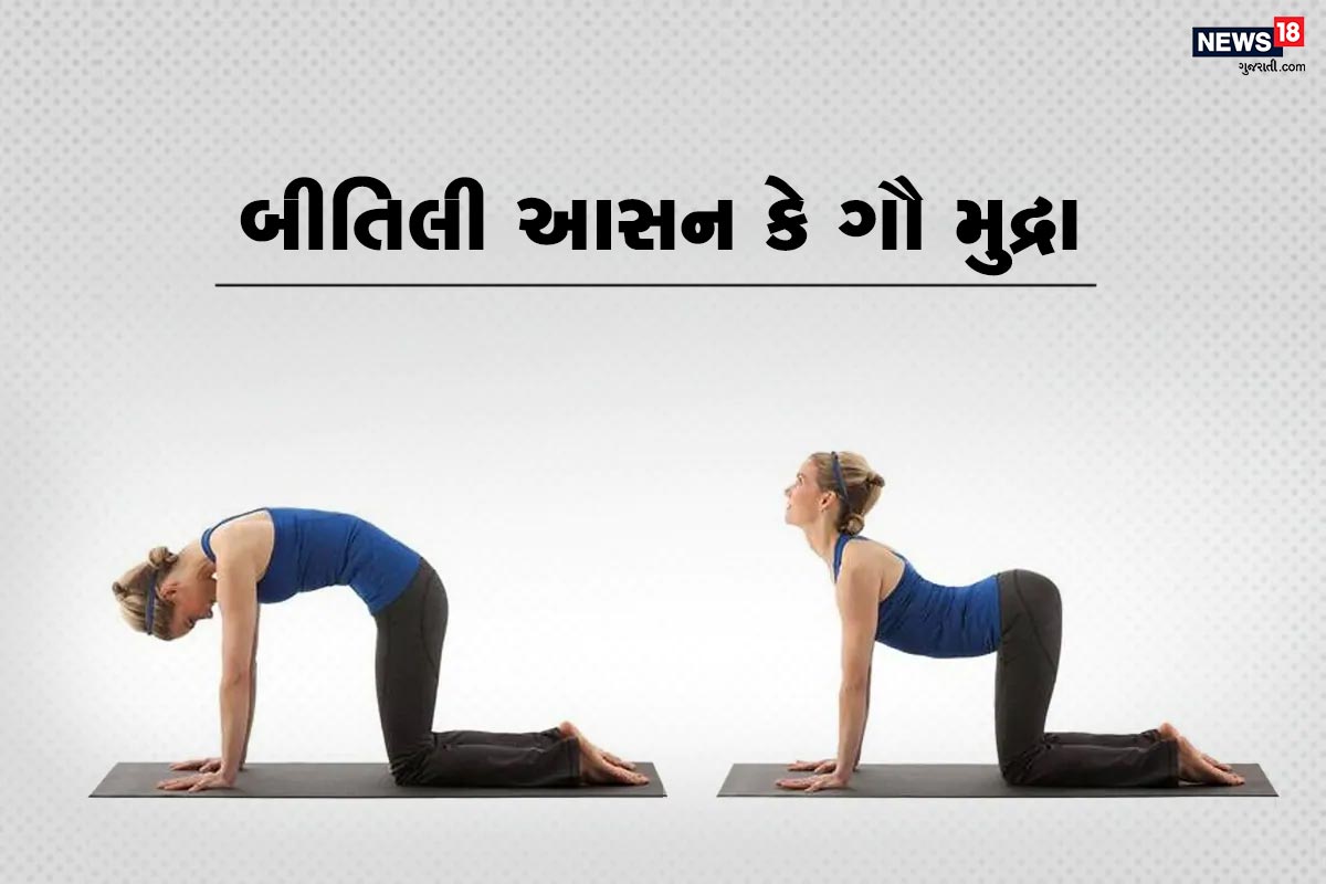 બીતિલી આસન કે ગૌ મુદ્રા આ આસન માટે પહેસા હાથ અને પગ ચિત્રમાં બતાવ્યા છે તે રીતે મુકો. પછી તમારા કમરના ભાગને હળવેથી ઊંચા અને નીચો કરો અને આમ કરતા 2 સેકન્ડનો હોલ્ડ રાખો. આ મુદ્રામાં શ્વાસ લેતા પેટને બહાર નીકાળો અને શ્વાસ અંદર ખેંતીને કમરને ઉપરની બાજુ લઇ જાવ. આમ 5 થી 10 મિનિટ નિયમિત કરો. બીતિલી આસન કે ગૌ મુદ્રા આ આસન માટે પહેસા હાથ અને પગ ચિત્રમાં બતાવ્યા છે તે રીતે મુકો. પછી તમારા કમરના ભાગને હળવેથી ઊંચા અને નીચો કરો અને આમ કરતા 2 સેકન્ડનો હોલ્ડ રાખો. આ મુદ્રામાં શ્વાસ લેતા પેટને બહાર નીકાળો અને શ્વાસ અંદર ખેંતીને કમરને ઉપરની બાજુ લઇ જાવ. આમ 5 થી 10 મિનિટ નિયમિત કરો.