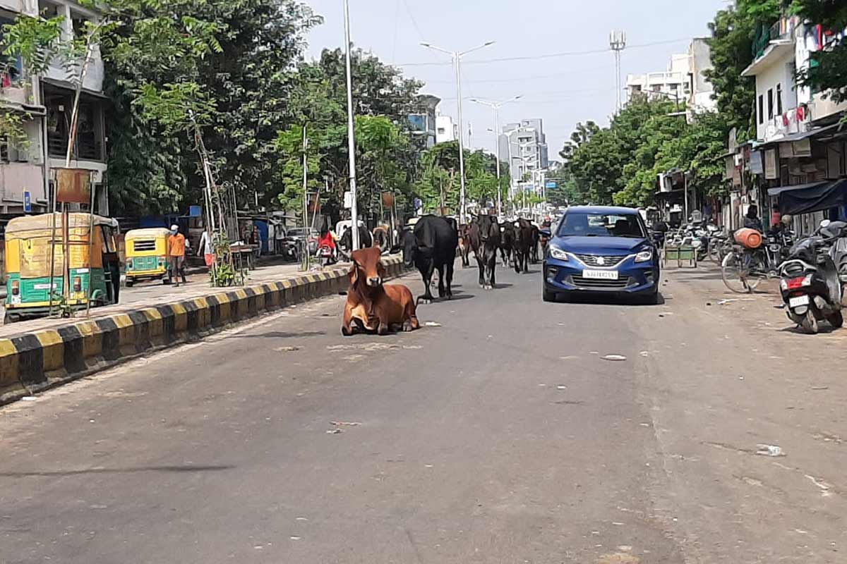 વિભુ પટેલ, અમદાવાદ : અમદાવાદ શહેરમાં રોડ-રસ્તાઓ પર રખડતા ઢોર (Stray Cattle)થી વાહન ચાલકો પરેશાન થઈ રહ્યા છે. ત્યારે અમદાવાદ શહેરમાં રખડતા ઢોર ઉપર અંકુશ લાવવા માટે ઢોર અંકુશ વિભાગ દ્વારા એક સૉફ્ટવેર તૈયાર કરાયું છે. રખડતા ઢોર પર અંકુશ લગાવવા પર પહેલા જ આવા પ્રાણીઓને આર.એફ ચીપ લગાવવામાં આવી છે. હવે આ સૉફ્ટવેર (Software)ની મદદથી આર.એફ.ચીપને સ્થળ પર સ્કેન કરી રખડતા ઢોરનો મલિક કોણ છે તેનો ડેટા સ્થળ પર જ મળી જશે. જે બાદમાં સ્થળ પર જ દંડ વસૂલ (Fine) કરીને નોટિસ પણ આપવામાં આવશે. વિભુ પટેલ, અમદાવાદ : અમદાવાદ શહેરમાં રોડ-રસ્તાઓ પર રખડતા ઢોર (Stray Cattle)થી વાહન ચાલકો પરેશાન થઈ રહ્યા છે. ત્યારે અમદાવાદ શહેરમાં રખડતા ઢોર ઉપર અંકુશ લાવવા માટે ઢોર અંકુશ વિભાગ દ્વારા એક સૉફ્ટવેર તૈયાર કરાયું છે. રખડતા ઢોર પર અંકુશ લગાવવા પર પહેલા જ આવા પ્રાણીઓને આર.એફ ચીપ લગાવવામાં આવી છે. હવે આ સૉફ્ટવેર (Software)ની મદદથી આર.એફ.ચીપને સ્થળ પર સ્કેન કરી રખડતા ઢોરનો મલિક કોણ છે તેનો ડેટા સ્થળ પર જ મળી જશે. જે બાદમાં સ્થળ પર જ દંડ વસૂલ (Fine) કરીને નોટિસ પણ આપવામાં આવશે.