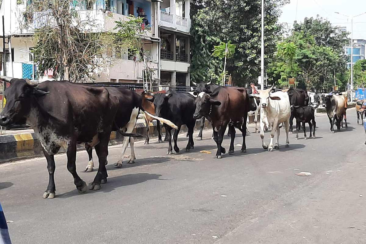 એટલું જ નહીં અમદાવાદ મ્યુનિસિપલ કોર્પોરેશનના ઢોર અંકુશ વિભાગને મહિને રખડતા ઢોરને પકડવા માટે 25થી 30 લાખ રૂપિયાનો સુધીનો ખર્ચ કરવો પડતો હોય છે. ટીમ તરફથી દર મહિને ઢોર પકડવામાં આવે અને દંડ પણ લેવામાં આવે છે પરંતુ માલિકો પોતાના ઢોરને છોડાવીને લઈ જાય છે. બીજા દિવસે ફરીથી હાલત જેવી હતી તેવી જ થઈ જાય છે. એટલે કે ફરીથી ઢોરને રસ્તા પર મૂકી દેવામાં આવે છે. આથી હવે કાર્યવાહી ઉપરાંત ઢોર માલિકો પણ સમજે તે જરૂરી છે. એટલું જ નહીં અમદાવાદ મ્યુનિસિપલ કોર્પોરેશનના ઢોર અંકુશ વિભાગને મહિને રખડતા ઢોરને પકડવા માટે 25થી 30 લાખ રૂપિયાનો સુધીનો ખર્ચ કરવો પડતો હોય છે. ટીમ તરફથી દર મહિને ઢોર પકડવામાં આવે અને દંડ પણ લેવામાં આવે છે પરંતુ માલિકો પોતાના ઢોરને છોડાવીને લઈ જાય છે. બીજા દિવસે ફરીથી હાલત જેવી હતી તેવી જ થઈ જાય છે. એટલે કે ફરીથી ઢોરને રસ્તા પર મૂકી દેવામાં આવે છે. આથી હવે કાર્યવાહી ઉપરાંત ઢોર માલિકો પણ સમજે તે જરૂરી છે.