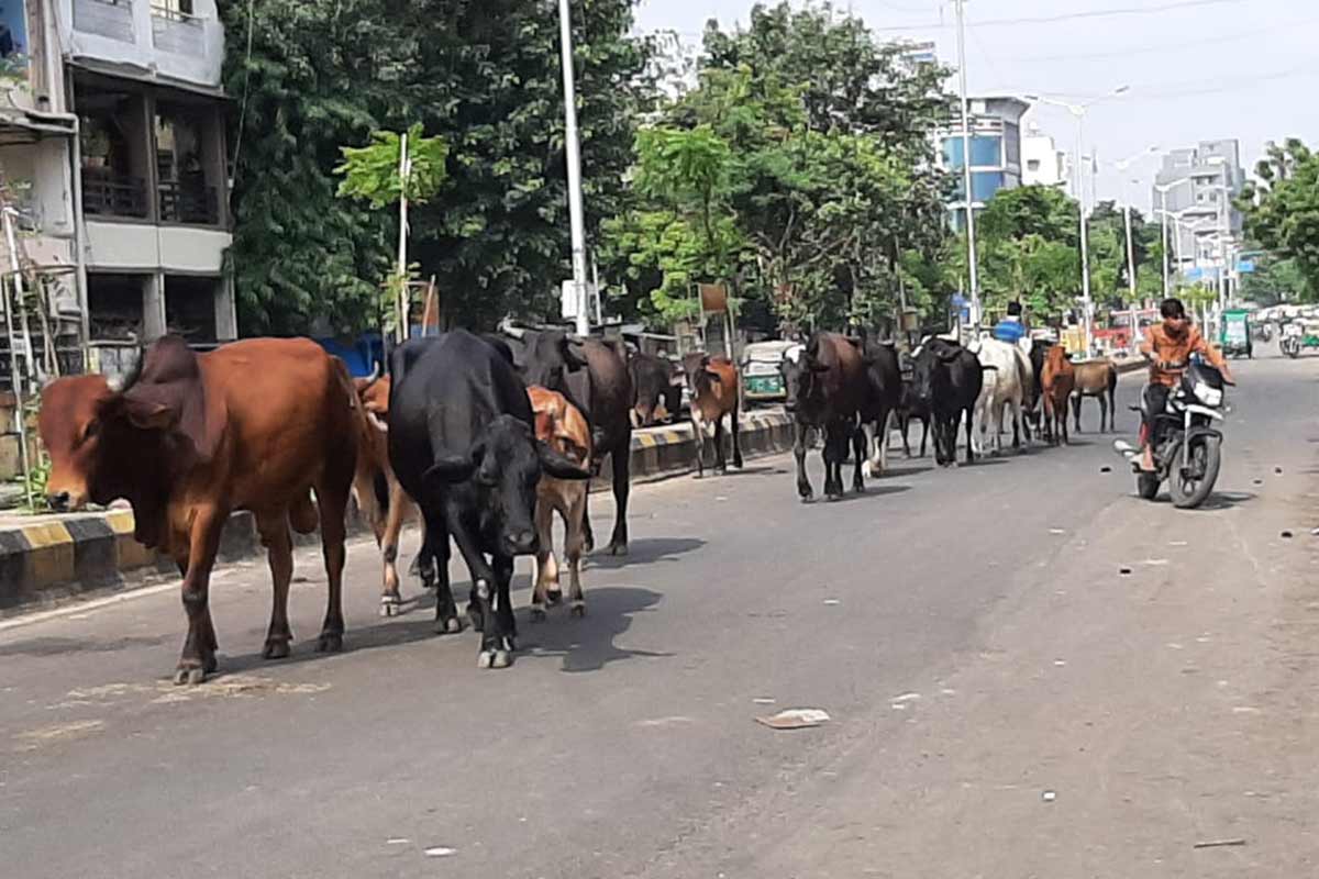 માલિકો તરફથી તેમના પશુઓને છોડી મૂકવામાં આવે છે જે બાદમાં પશુઓ રોડ રસ્તા પર બેસી રહે છે. આ કારણે વાહન ચાલકોને મુશ્કેલી થાય છે. એટલું જ નહીં રખડતા ઢોર ગમે ત્યારે રસ્તા પર આવી ચઢતા હોવાથી અકસ્માત પણ થાય છે. અનેક કેસમાં વાહન ચાલકને ગંભીર ઈજા પહોંચે છે. સાથે સાથે વાહનને પણ નુકસાન થાય છે. માલિકો તરફથી તેમના પશુઓને છોડી મૂકવામાં આવે છે જે બાદમાં પશુઓ રોડ રસ્તા પર બેસી રહે છે. આ કારણે વાહન ચાલકોને મુશ્કેલી થાય છે. એટલું જ નહીં રખડતા ઢોર ગમે ત્યારે રસ્તા પર આવી ચઢતા હોવાથી અકસ્માત પણ થાય છે. અનેક કેસમાં વાહન ચાલકને ગંભીર ઈજા પહોંચે છે. સાથે સાથે વાહનને પણ નુકસાન થાય છે.