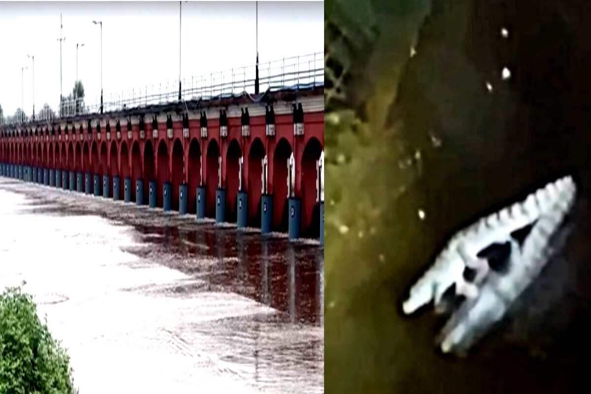 ફરીદ ખાન, વડોદરા : વડોદરાના (Vadaora flood) માથે ફરી પૂરનું સંકટ તોળાઈ રહ્યું છે. શહેરની વચ્ચેથી શર્પાકારે પસાર થતી વિશ્વામિત્રી નદી ભયજનક (Vishwamitri flood) સપાટીથી ફક્ત ચાર ફૂટ દૂર છે. વિશ્વામિત્રી નદી હાલ 22 ફૂટની આસપાસ વહી રહી છે ત્યારે નદીના પાણી શહેરના નીચાણવાળા વિસ્તારોમાં ઘૂસે તે પહેલાં 129 (vadodara flood rescue) વ્યક્તિઓઓને સલામત સ્થળે ખસેડાયા છે. દરમિયાન ગઈકાલે રાત્રે વડોદરામાં રસ્તા પર મગરના આંટાફેરા જોવા મળ્યા હતા. ફરીદ ખાન, વડોદરા : વડોદરાના (Vadaora flood) માથે ફરી પૂરનું સંકટ તોળાઈ રહ્યું છે. શહેરની વચ્ચેથી શર્પાકારે પસાર થતી વિશ્વામિત્રી નદી ભયજનક (Vishwamitri flood) સપાટીથી ફક્ત ચાર ફૂટ દૂર છે. વિશ્વામિત્રી નદી હાલ 22 ફૂટની આસપાસ વહી રહી છે ત્યારે નદીના પાણી શહેરના નીચાણવાળા વિસ્તારોમાં ઘૂસે તે પહેલાં 129 (vadodara flood rescue) વ્યક્તિઓઓને સલામત સ્થળે ખસેડાયા છે. દરમિયાન ગઈકાલે રાત્રે વડોદરામાં રસ્તા પર મગરના આંટાફેરા જોવા મળ્યા હતા.