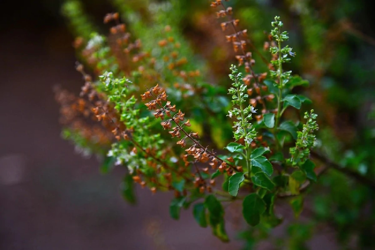 કોરોના કાળમાં (Covid 19, coronavirus) લોકો તુલસીના (Tulsi) ઉપયોગ માટે વધુ સતર્ક થયા છે. તુલસીના ઉકાળેને કોરાના કાળમાં અનેક લોકો પી રહ્યા છે. વળી ચામાં પણ તુલસીના પાન નાંખવામાં આવે છે. ચોક્કસથી તુલસી આરોગ્ય (Health) માટે અનેક રીતે લાભ આપે છે. તુલસીના પાન ખાવાથી શરદી, પેટની સમસ્યા, કફ, એલર્જીની અનેક તકલીફમાં લાભ થતો જોવા મળ્યો છે. આયુર્વેદમાં પણ તુલસીનું અનોખું મહત્વ છે. પણ આયુર્વેદ અને હિંદુ ધર્મમાં પણ તમામ લોકોને ઘરના આંગણે તુલસીને છોડ ઉગાડવાનું કહેવામાં આવ્યું છે. જેથી લોકો તેનો લાભ લઇ શકે. કોરોના કાળમાં (Covid 19, coronavirus) લોકો તુલસીના (Tulsi) ઉપયોગ માટે વધુ સતર્ક થયા છે. તુલસીના ઉકાળેને કોરાના કાળમાં અનેક લોકો પી રહ્યા છે. વળી ચામાં પણ તુલસીના પાન નાંખવામાં આવે છે. ચોક્કસથી તુલસી આરોગ્ય (Health) માટે અનેક રીતે લાભ આપે છે. તુલસીના પાન ખાવાથી શરદી, પેટની સમસ્યા, કફ, એલર્જીની અનેક તકલીફમાં લાભ થતો જોવા મળ્યો છે. આયુર્વેદમાં પણ તુલસીનું અનોખું મહત્વ છે. પણ આયુર્વેદ અને હિંદુ ધર્મમાં પણ તમામ લોકોને ઘરના આંગણે તુલસીને છોડ ઉગાડવાનું કહેવામાં આવ્યું છે. જેથી લોકો તેનો લાભ લઇ શકે.