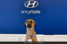 Hyundaiનો ડૉગ સેલ્સમેન! શ્વાનને મળી હ્યુન્ડાઇમાં નોકરી અને પ્રમોશન