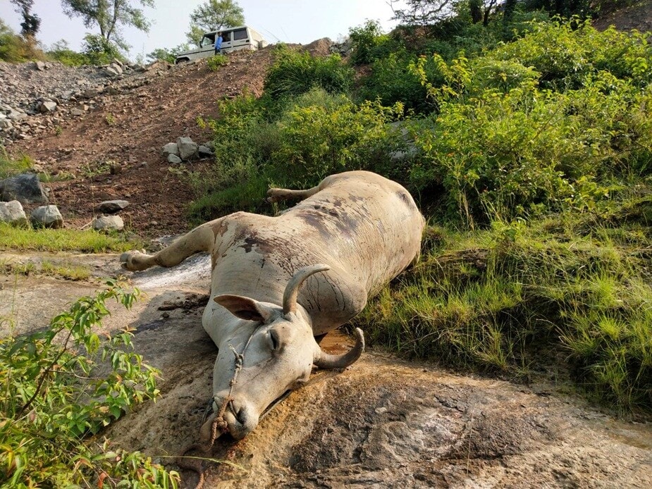 પોલીસ દ્વારા આ મામલે ઝડપથી કાર્યવાહી થાય તેવી માંગ કરવામાં આવી છે. અને પોલીસ ફરિયાદ પણ કરાઇ છે. હાલ તો પોલીસ આ મામલે વધુ તપાસ કરી રહી છે. પણ હિમાચલમાં મૂંગા પ્રાણીઓ પર કરવામાં આવેલી આ ક્રૂરતાને લોકો કડક શબ્દોમાં વખોડી છે. ત્યારે આ બળદ કોના હતા અને કોણ આ ઘટના પાછળ જવાબદાર છે તે માટે પોલીસ આગળ તપાસ કરી રહી છે. પોલીસ દ્વારા આ મામલે ઝડપથી કાર્યવાહી થાય તેવી માંગ કરવામાં આવી છે. અને પોલીસ ફરિયાદ પણ કરાઇ છે. હાલ તો પોલીસ આ મામલે વધુ તપાસ કરી રહી છે. પણ હિમાચલમાં મૂંગા પ્રાણીઓ પર કરવામાં આવેલી આ ક્રૂરતાને લોકો કડક શબ્દોમાં વખોડી છે. ત્યારે આ બળદ કોના હતા અને કોણ આ ઘટના પાછળ જવાબદાર છે તે માટે પોલીસ આગળ તપાસ કરી રહી છે.