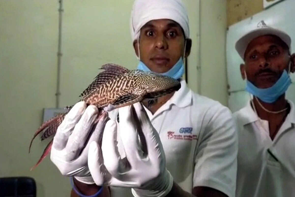 વારાણસીમાં રામનગરના રમનાથી પસાર થતી ગંગા નદીમાં નાવિકોએ અજીબોગરી માછલી મળી હતી. બીએચયુના માછલી વૈજ્ઞાનિકોએ આની ઓળખ સાઉથ અમેરિકાની એમેઝોન નદીમાં ઉપર મળનારી સકરમાથુ કેટફીશ તરીકે કરી હતી. વૈજ્ઞાનિકોએ ચિંતા વ્યક્ત કરી હતી કે આ માછલી માંસાહારી છે અને આપણી ઈકોસિસ્ટમ માટે પણ ખતરો છે. વારાણસીમાં રામનગરના રમનાથી પસાર થતી ગંગા નદીમાં નાવિકોએ અજીબોગરી માછલી મળી હતી. બીએચયુના માછલી વૈજ્ઞાનિકોએ આની ઓળખ સાઉથ અમેરિકાની એમેઝોન નદીમાં ઉપર મળનારી સકરમાથુ કેટફીશ તરીકે કરી હતી. વૈજ્ઞાનિકોએ ચિંતા વ્યક્ત કરી હતી કે આ માછલી માંસાહારી છે અને આપણી ઈકોસિસ્ટમ માટે પણ ખતરો છે.