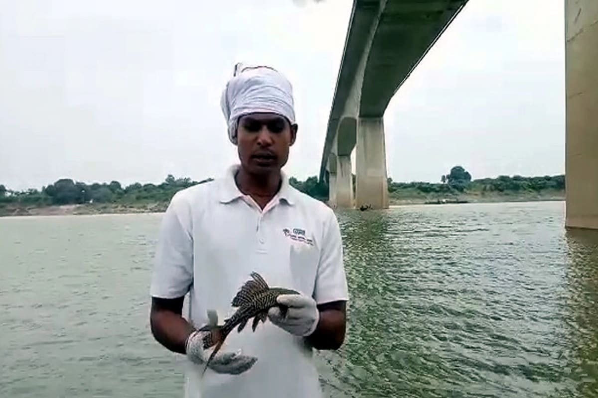 હવે સવાલ એ ઉભો થાય છે કે હજારો કિલોમિટર દૂર સાઉથ અમેરિકાના એમેઝોન નદીમાં મળનારી સકરમાઉથ કેટફિશ ગંગા નદી સુધી કેવીરીતે પહોંચી? સકરમાઉથ કેટફિશ અનેક રંગોમાં મળે છે. પરંતુ આ માછલીનું ગંગામાંથી મળવું પારિસ્થિતિકી તંત્ર માટે મોટો ખતરો એટલા માટે છે કે આ માછલી માંસાહારી છે અને આસપાસના જીવજંતુઓ ખાઈને જીવતી રહે છે. હવે સવાલ એ ઉભો થાય છે કે હજારો કિલોમિટર દૂર સાઉથ અમેરિકાના એમેઝોન નદીમાં મળનારી સકરમાઉથ કેટફિશ ગંગા નદી સુધી કેવીરીતે પહોંચી? સકરમાઉથ કેટફિશ અનેક રંગોમાં મળે છે. પરંતુ આ માછલીનું ગંગામાંથી મળવું પારિસ્થિતિકી તંત્ર માટે મોટો ખતરો એટલા માટે છે કે આ માછલી માંસાહારી છે અને આસપાસના જીવજંતુઓ ખાઈને જીવતી રહે છે.