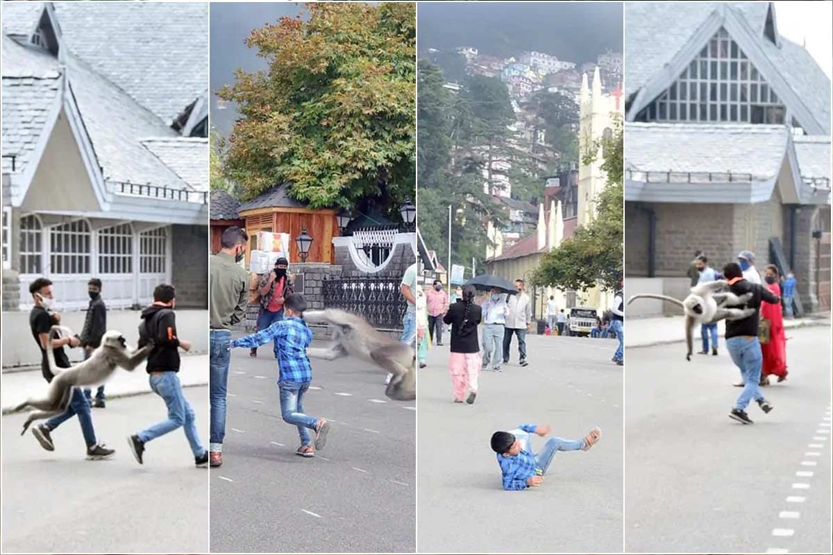 શિમલાઃ હિમાચલ પ્રદેશ (Himachal Pradesh)ના પાટનગર શિમલા (Shimla)માં રસ્તે રખડતાં કૂતરાંઓના (Dogs) આતંક બાદ હવે વાંદરા (Monekey)ના આતંકના કારણે લોકોમાં ડર ફેલાઈ ગયો છે. શિમલા શહેરમાં વાંદરાઓને આતંક પહેલાથી જ છે. અહીં રોજ વાંદરાઓના કરડવાના કારણે 8થી 10 લોકો હૉસ્પિટલ પહોંચી જાય છે. પરંતુ તાજેતરમાં સામે આવેલી ઘટનાની તસવીરો (Shimla Monkey Attack Photos) માં સ્પષ્ટ જોઈ શકાય છે કે વાંદરાનો આતંક એ હદે વધી ગયો છે કે લોકોને તેને જોઈને ભાગી જવું પડે છે. શિમલાઃ હિમાચલ પ્રદેશ (Himachal Pradesh)ના પાટનગર શિમલા (Shimla)માં રસ્તે રખડતાં કૂતરાંઓના (Dogs) આતંક બાદ હવે વાંદરા (Monekey)ના આતંકના કારણે લોકોમાં ડર ફેલાઈ ગયો છે. શિમલા શહેરમાં વાંદરાઓને આતંક પહેલાથી જ છે. અહીં રોજ વાંદરાઓના કરડવાના કારણે 8થી 10 લોકો હૉસ્પિટલ પહોંચી જાય છે. પરંતુ તાજેતરમાં સામે આવેલી ઘટનાની તસવીરો (Shimla Monkey Attack Photos) માં સ્પષ્ટ જોઈ શકાય છે કે વાંદરાનો આતંક એ હદે વધી ગયો છે કે લોકોને તેને જોઈને ભાગી જવું પડે છે.