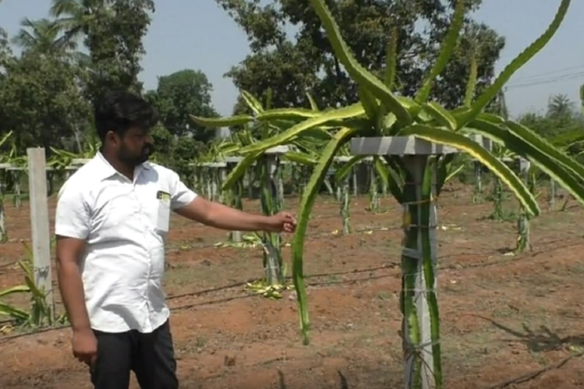 ભાવીન પટેલ, નવસારીઃ દક્ષિણ ગુજરાત (south Gujarat) અને એમાં ખાસ કરીને નવસારી જિલ્લો (Navsari jilla) જે બાગાયતી વિસ્તાર તરીકે પ્રખ્યાત છે. આજ દિવસ સુધી નવસારી જિલ્લામાં માત્ર શેરડી, કેરી, ચીકુ અને ડાંગરની ખેતી કરવામાં આવતી હતી. પરંતુ ગણદેવી (Gandevi taluka) તાલુકાના એક સમૃદ્ધ ખેડૂતે જિલ્લામાં પહેલી વાર ડ્રેગન ફ્રૂટનું (Dragon Fruit) વાવેતર કરી જિલ્લામાં કૃષિ ક્ષેત્રે નવી શરૂઆત કરી છે. ભાવીન પટેલ, નવસારીઃ દક્ષિણ ગુજરાત (south Gujarat) અને એમાં ખાસ કરીને નવસારી જિલ્લો (Navsari jilla) જે બાગાયતી વિસ્તાર તરીકે પ્રખ્યાત છે. આજ દિવસ સુધી નવસારી જિલ્લામાં માત્ર શેરડી, કેરી, ચીકુ અને ડાંગરની ખેતી કરવામાં આવતી હતી. પરંતુ ગણદેવી (Gandevi taluka) તાલુકાના એક સમૃદ્ધ ખેડૂતે જિલ્લામાં પહેલી વાર ડ્રેગન ફ્રૂટનું (Dragon Fruit) વાવેતર કરી જિલ્લામાં કૃષિ ક્ષેત્રે નવી શરૂઆત કરી છે.