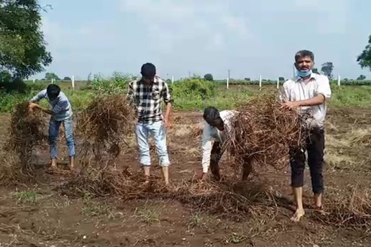 અંકિત પોપટ, રાજકોટ: રાજકોટ સહિત ગુજરાતના કેટલાક સતત કમોસમી વરસાદ (Unseasonal Rain)વરસી રહ્યો છે. જેના કારણે આસો માસમાં પણ અષાઢી વાતાવરણ જોવા મળી રહ્યું છે. સતત વરસાદ વરસવાના કારણે આભમાંથી ખેડૂતો (Farmers) પર આશીર્વાદ નહીં પરંતુ આફત વરસી રહી હોય તેવું લાગી રહ્યું છે. રવિવારના રોજ રાજકોટ શહેર અને જિલ્લામાં મેઘરાજાએ ધૂંઆધાર બેટિંગ (Heavy Rain) કરી હતી. જેના કારણે કપાસ, મગફળી અને મરચાના પાકને પુષ્કળ નુકસાન થવા પામ્યું છે. અંકિત પોપટ, રાજકોટ: રાજકોટ સહિત ગુજરાતના કેટલાક સતત કમોસમી વરસાદ (Unseasonal Rain)વરસી રહ્યો છે. જેના કારણે આસો માસમાં પણ અષાઢી વાતાવરણ જોવા મળી રહ્યું છે. સતત વરસાદ વરસવાના કારણે આભમાંથી ખેડૂતો (Farmers) પર આશીર્વાદ નહીં પરંતુ આફત વરસી રહી હોય તેવું લાગી રહ્યું છે. રવિવારના રોજ રાજકોટ શહેર અને જિલ્લામાં મેઘરાજાએ ધૂંઆધાર બેટિંગ (Heavy Rain) કરી હતી. જેના કારણે કપાસ, મગફળી અને મરચાના પાકને પુષ્કળ નુકસાન થવા પામ્યું છે.