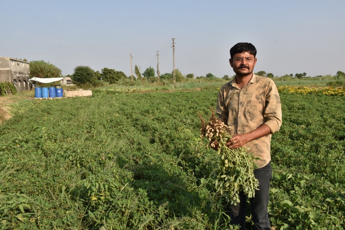 હરિન માત્રાવાડિયાઃ રાજકોટઃ રાજકોટ જિલ્લાના પડધરી તાલુકાના (Padghari) ખોખરી ગામના (Khokhari) યુવા ખેડૂત શક્તિસિંહ જાડેજાએ પ્રાકૃતિક ખેતી (Natural farming) કરી રાસાયણિક દવા વાપરીને તૈયાર થયેલા મગફળીના પાકની સરખામણીમાં ચાલુ વર્ષે વિપરીત સ્થિતિ છતાં મગફળીના ઉતારાનું પ્રમાણ જાળવી રાખીને સફળતા મેળવી છે. આસપાસના વિસ્તારોમાં વિઘે 6થી 12 મણના ઉતારાની સામે શક્તિસિંહે સુભાષ પાલેકર પ્રાકૃતિક ખેતી અપનાવી વિઘે 14થી 15 મણનું ઉત્પાદન મેળવ્યું છે. હરિન માત્રાવાડિયાઃ રાજકોટઃ રાજકોટ જિલ્લાના પડધરી તાલુકાના (Padghari) ખોખરી ગામના (Khokhari) યુવા ખેડૂત શક્તિસિંહ જાડેજાએ પ્રાકૃતિક ખેતી (Natural farming) કરી રાસાયણિક દવા વાપરીને તૈયાર થયેલા મગફળીના પાકની સરખામણીમાં ચાલુ વર્ષે વિપરીત સ્થિતિ છતાં મગફળીના ઉતારાનું પ્રમાણ જાળવી રાખીને સફળતા મેળવી છે. આસપાસના વિસ્તારોમાં વિઘે 6થી 12 મણના ઉતારાની સામે શક્તિસિંહે સુભાષ પાલેકર પ્રાકૃતિક ખેતી અપનાવી વિઘે 14થી 15 મણનું ઉત્પાદન મેળવ્યું છે.