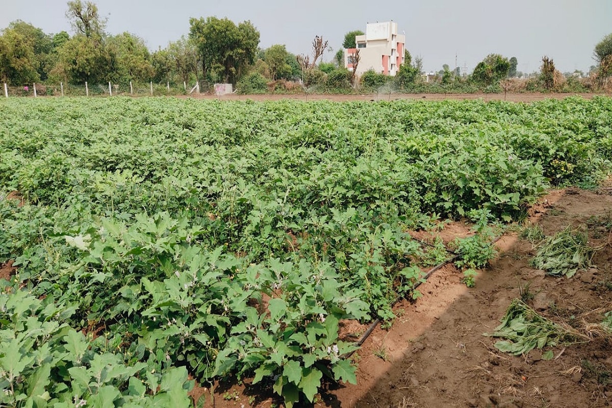 અત્યારે સામાન્ય નુકસાન થાય તો પણ ખેડૂતો સરકાર સામે સહાય ની માંગ કરતા હોય છે ત્યારે કનવરજી ઠાકોર જેવા પ્રગતિશીલ ખેડૂતો પરંપરા ટેકનોલોજી અને ઇનોવેટિવ આઇડિયા થકી ડબલ નહી પરંતુ ત્રણ ચાર ગણી કમાણી ખેતીમાંથી કરતા હોય છે ત્યારે અન્ય ખેડૂતોએ પણ કનવરજી ઠાકોર જેવા પ્રગતિશીલ ખેડૂત પાસેથી પ્રેરણા લઈ ખેતીના વ્યવસાય માં પ્રગતિ કરવી જોઈએ. અત્યારે સામાન્ય નુકસાન થાય તો પણ ખેડૂતો સરકાર સામે સહાય ની માંગ કરતા હોય છે ત્યારે કનવરજી ઠાકોર જેવા પ્રગતિશીલ ખેડૂતો પરંપરા ટેકનોલોજી અને ઇનોવેટિવ આઇડિયા થકી ડબલ નહી પરંતુ ત્રણ ચાર ગણી કમાણી ખેતીમાંથી કરતા હોય છે ત્યારે અન્ય ખેડૂતોએ પણ કનવરજી ઠાકોર જેવા પ્રગતિશીલ ખેડૂત પાસેથી પ્રેરણા લઈ ખેતીના વ્યવસાય માં પ્રગતિ કરવી જોઈએ.