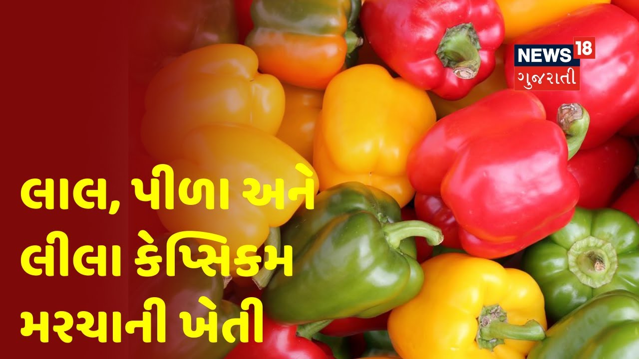 સારી આવક માટે લાલ, પીળા અને લીલા કેપ્સિકમની ખેતી કરતા ધ્યાનમાં રાખવાના મુદ્દા । અન્નદાતા