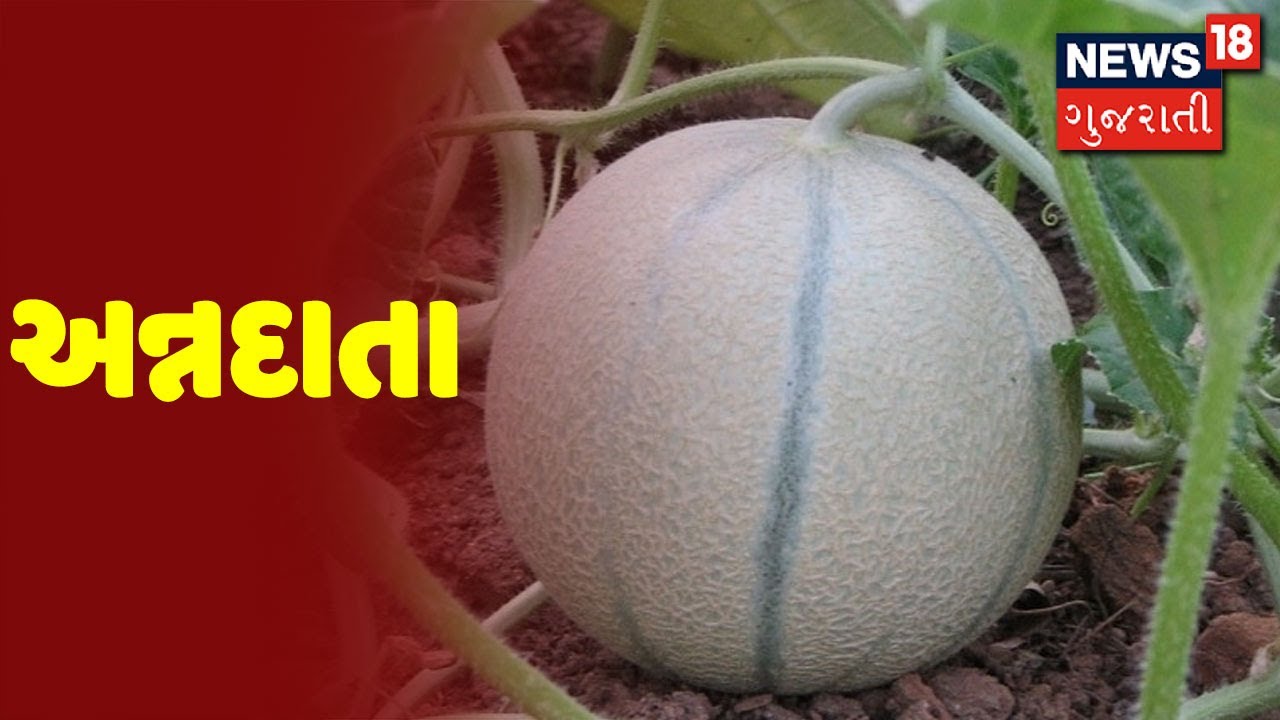 અન્નદાતા: શિયાળામાં શક્કર ટેટીનું સફળ વાવેતર કરતી વખતે ધ્યાનમાં રાખવાના મુદ્દા