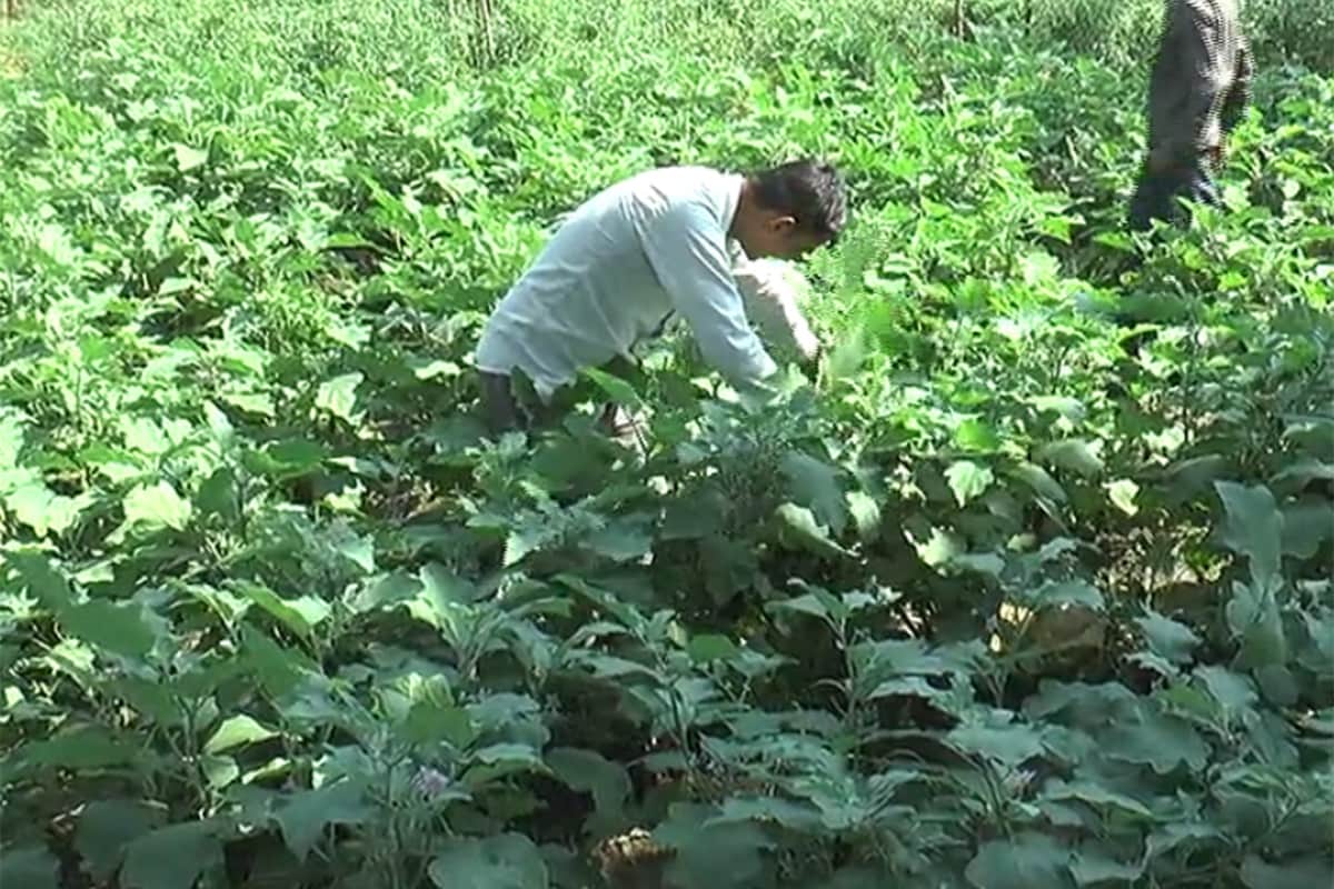 રાજેશ જોશી, પંચમહાલ: વર્તમાન સ્થિતિ સાથે ખેડૂતો ખેતીની પદ્ધતિ (Traditional Farming)માં બદલાવ લાવી પાકનું સારું ઉત્પાદન મેળવતા થયા છે. પંચમહાલ જિલ્લાના ખેડૂતો (Panchmahal Farmers) પણ હવે ખેત ઉત્પાદન માટે વાવેતર કરવાની પેઢીગત રીત બદલી સર્ટિફાઇડ અને હાઈબ્રીડ બિયારણ (Hybrid Seeds)નો ઉપયોગ કરી રહ્યા છે. આ સાથે જ તેઓ અન્ય ખેડૂતોને પણ હાઈબ્રીડ બિયારણનો ઉપયોગ કરવાની અપીલ કરી રહ્યા છે. રાજેશ જોશી, પંચમહાલ: વર્તમાન સ્થિતિ સાથે ખેડૂતો ખેતીની પદ્ધતિ (Traditional Farming)માં બદલાવ લાવી પાકનું સારું ઉત્પાદન મેળવતા થયા છે. પંચમહાલ જિલ્લાના ખેડૂતો (Panchmahal Farmers) પણ હવે ખેત ઉત્પાદન માટે વાવેતર કરવાની પેઢીગત રીત બદલી સર્ટિફાઇડ અને હાઈબ્રીડ બિયારણ (Hybrid Seeds)નો ઉપયોગ કરી રહ્યા છે. આ સાથે જ તેઓ અન્ય ખેડૂતોને પણ હાઈબ્રીડ બિયારણનો ઉપયોગ કરવાની અપીલ કરી રહ્યા છે.