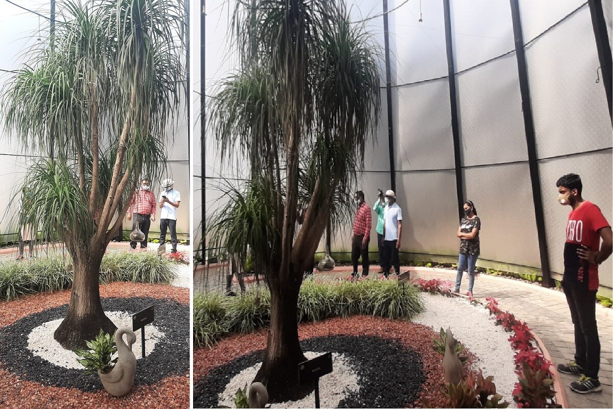 દિપક પટેલ, નર્મદા : સ્ટેચ્યુ ઓફ યુનિટી (Statue Of Unity) નજીક પ્રવાસન સ્થળોનો વિકાસ થઇ રહ્યો છે ત્યારે આરોગ્ય વનમાં (Aarogya Van) નોલીના (Nolina Tree) નામનું એક મેક્સિકોનું (Maxico) વૃક્ષ છે એ લાવવામાં આવ્યું છે. જેનું પ્રવાસીઓમાં ભારે આકર્ષણ જોવા મળી રહ્યું છે. દિપક પટેલ, નર્મદા : સ્ટેચ્યુ ઓફ યુનિટી (Statue Of Unity) નજીક પ્રવાસન સ્થળોનો વિકાસ થઇ રહ્યો છે ત્યારે આરોગ્ય વનમાં (Aarogya Van) નોલીના (Nolina Tree) નામનું એક મેક્સિકોનું (Maxico) વૃક્ષ છે એ લાવવામાં આવ્યું છે. જેનું પ્રવાસીઓમાં ભારે આકર્ષણ જોવા મળી રહ્યું છે.