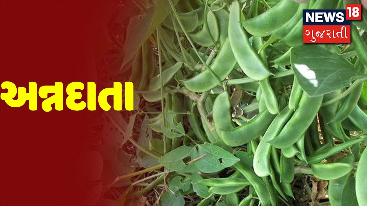 Annadata : આજે જાણીએ વાલોળ- પાપડીમાં કરવાના ખેત કર્યો વિષે