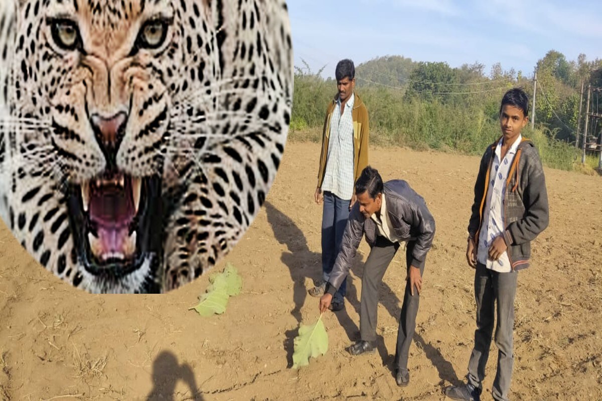 11 રાજેશ જોશી, સંજય ટાંક પંચમહાલ : પંચમહાલ જિલ્લાના ઘોઘમ્બામાં દીપડાએ હાહાકાર મચાવ્યો છે. છેલ્લા 11 દિવસમાં ઘોઘમ્બા તાલુકામાં આદમખોર દીપડાએ 5 લોકો પર હુમલો કર્યો છે જ્યારે અત્યાર સુધીમાં 2 વ્યક્તિના મોત થયા છે. દરમિયાન સુરતના એક્સપર્ટના દ્વારા દીપડાને પકડવા માટે 9 પાંજરા મૂકવામાં આવ્યા છે. આદમ ખોર દીપડાને પાંજેરે પૂરી અને ગ્રામિણ વિસ્તારને ભયમાંથી મુક્ત કરવા માટે તંત્ર ચાર પગે થઈ થયું છે. 11 રાજેશ જોશી, સંજય ટાંક પંચમહાલ : પંચમહાલ જિલ્લાના ઘોઘમ્બામાં દીપડાએ હાહાકાર મચાવ્યો છે. છેલ્લા 11 દિવસમાં ઘોઘમ્બા તાલુકામાં આદમખોર દીપડાએ 5 લોકો પર હુમલો કર્યો છે જ્યારે અત્યાર સુધીમાં 2 વ્યક્તિના મોત થયા છે. દરમિયાન સુરતના એક્સપર્ટના દ્વારા દીપડાને પકડવા માટે 9 પાંજરા મૂકવામાં આવ્યા છે. આદમ ખોર દીપડાને પાંજેરે પૂરી અને ગ્રામિણ વિસ્તારને ભયમાંથી મુક્ત કરવા માટે તંત્ર ચાર પગે થઈ થયું છે.