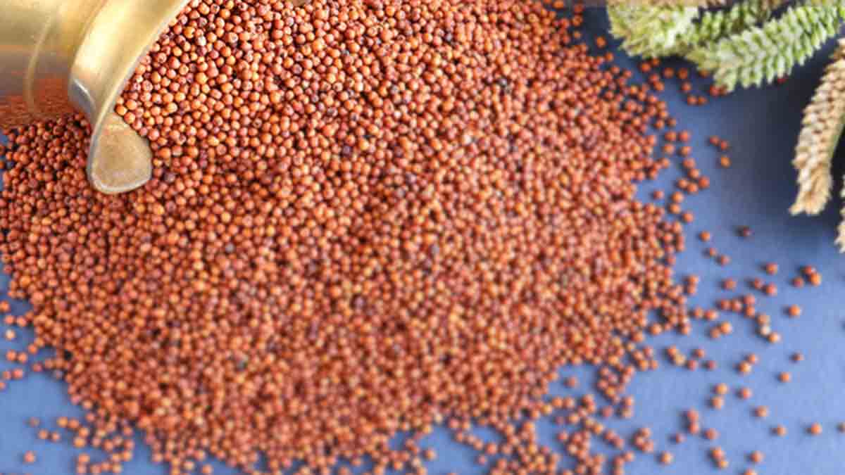 રાગી બીજ શું છે? રાગીના બીજને ફિગર મિલેટ, આફ્રિકન મિલેટ અથવા નાચણી તરીકે પણ ઓળખવામાં આવે છે. તે આફ્રિકા અને એશિયાના વિસ્તારોમાં વ્યાપક રીતે ઉગાડવામાં આવે છે. રાગીના બીજમાંથી આપણે રાગીનો લોટ બનાવી શકીએ છીએ. હવે આપણને કેટલાય સુપરમાર્કેટ અને અનાજ દળવાની ઘંટીએથી રાગીનો લોટ મળે છે. હજી પણ આપણે તેને રોજિંદા ભોજનમાં ઉપયોગમાં લેતા નથી, આપણે થોડું થોડું રાગી અંગે જાણીએ છીએ પરંતુ તેનાથી શરીરને કેવા લાભ મળે છે તે આજે જોઇએ. રાગી બીજ શું છે? રાગીના બીજને ફિગર મિલેટ, આફ્રિકન મિલેટ અથવા નાચણી તરીકે પણ ઓળખવામાં આવે છે. તે આફ્રિકા અને એશિયાના વિસ્તારોમાં વ્યાપક રીતે ઉગાડવામાં આવે છે. રાગીના બીજમાંથી આપણે રાગીનો લોટ બનાવી શકીએ છીએ. હવે આપણને કેટલાય સુપરમાર્કેટ અને અનાજ દળવાની ઘંટીએથી રાગીનો લોટ મળે છે. હજી પણ આપણે તેને રોજિંદા ભોજનમાં ઉપયોગમાં લેતા નથી, આપણે થોડું થોડું રાગી અંગે જાણીએ છીએ પરંતુ તેનાથી શરીરને કેવા લાભ મળે છે તે આજે જોઇએ.