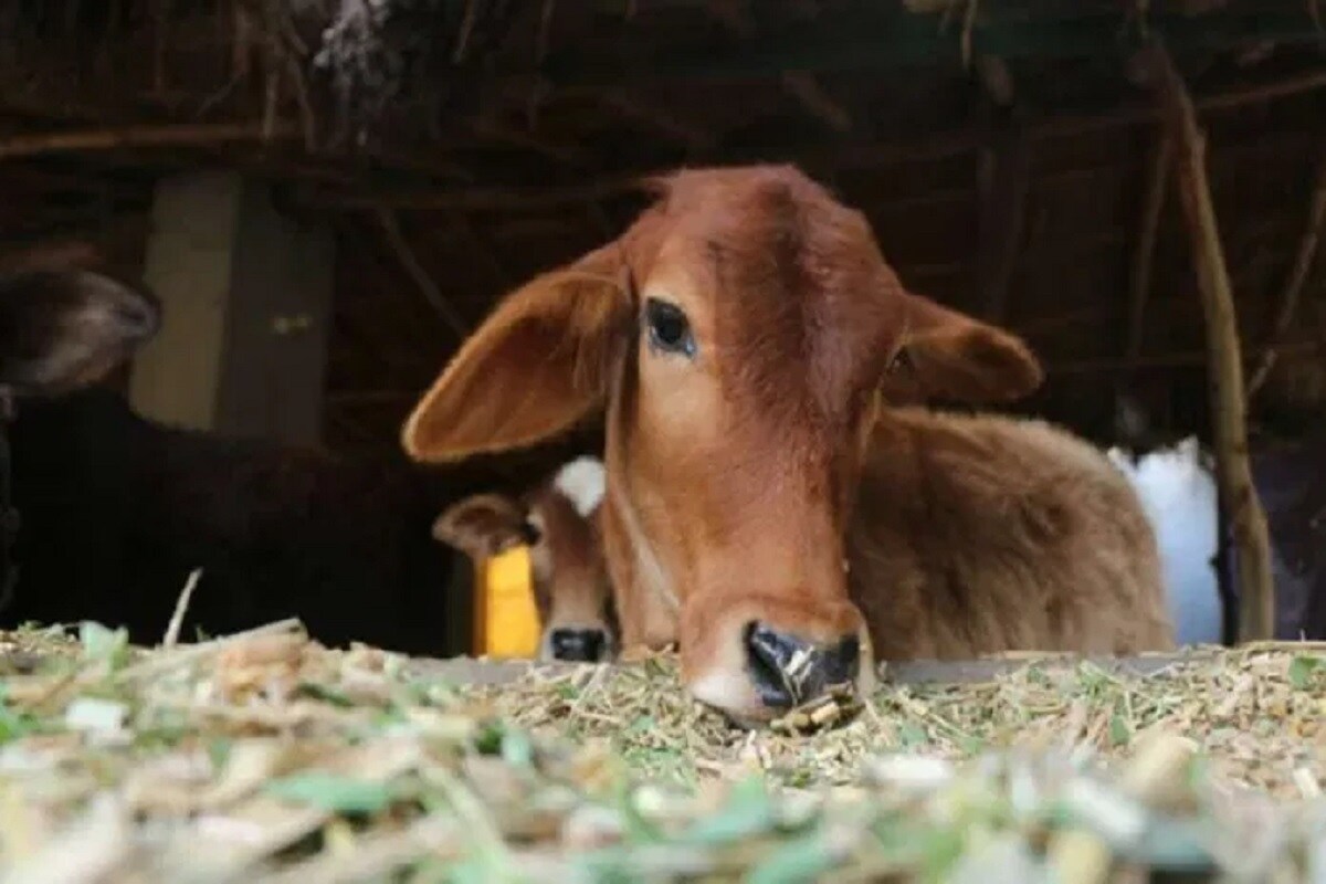 અમદાવાદ : 'અમારું કોઇ કાંઇ બગાડી નથી શકતા,' ધમકાવીને બે પશુઓને પડાવી ગયા
