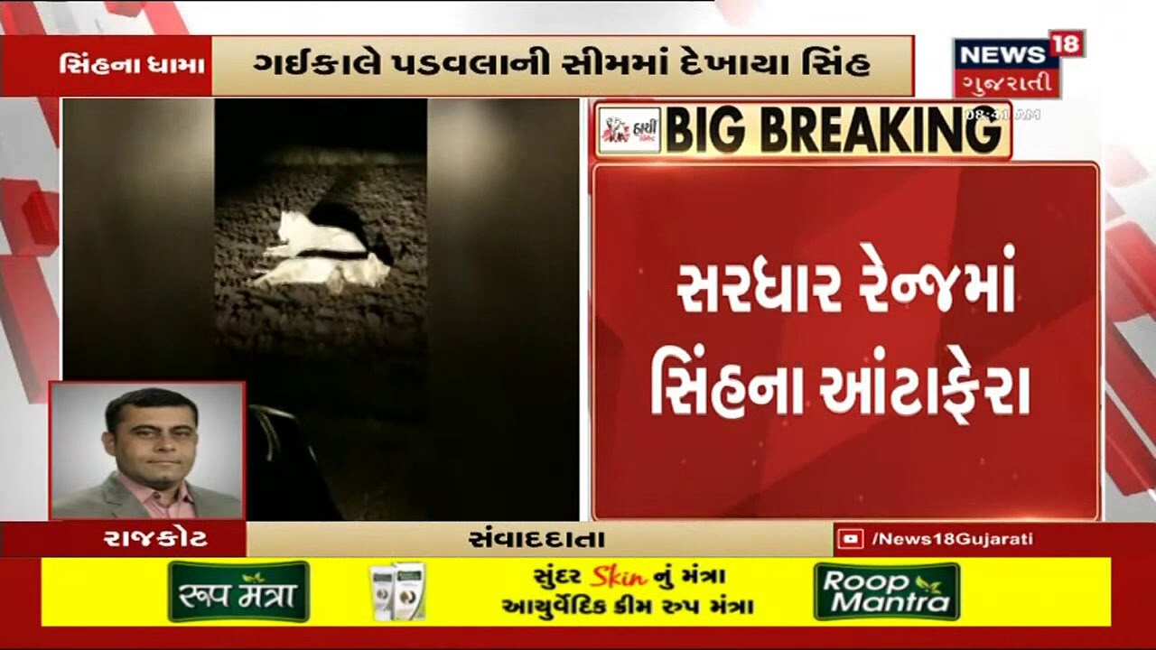 Rajkot ની સીમમાં 25 દિવસથી સિંહના ધામા