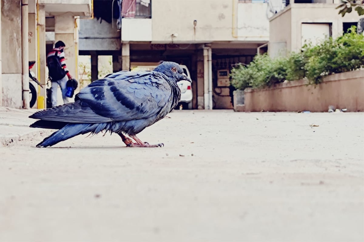 વિભુ પટેલ, અમદાવાદ: બર્ડ ફ્લૂની દહેશત (Bird flue fear in Ahmedabad) વચ્ચે અમદાવાદના નારોલ વિસ્તાર (Narol area)માં છેલ્લા ત્રણ દિવસથી ટપોટપ કબૂતરોનાં મોત (Pigeion death) થઈ રહ્યા છે. ત્રીજી ફેબ્રુઆરીના રોજ 50 જેટલા કબૂતરના મોત થતા નારોલ વિસ્તારના લોકોએ પશુપાલન વિભાગને જાણ કરી હતી. ત્યાર બાદ પશુપાલન વિભાગ દ્વારા કાર્યવાહી કરવામાં આવી રહી છે. બે દિવસ પહેલા જે કબૂતરોનાં મોત થયા હતા તેમના સેમ્પલ ભોપાલની લેબ (Bhopal lab)માં મોકલવામાં આવ્યા છે. આ રિપોર્ટની હાલ રાહ જોવામાં આવી રહી છે. રિપોર્ટ આવ્યા બાદ જ કબૂતરોના મોતનું કારણ જાણવા મળશે. વિભુ પટેલ, અમદાવાદ: બર્ડ ફ્લૂની દહેશત (Bird flue fear in Ahmedabad) વચ્ચે અમદાવાદના નારોલ વિસ્તાર (Narol area)માં છેલ્લા ત્રણ દિવસથી ટપોટપ કબૂતરોનાં મોત (Pigeion death) થઈ રહ્યા છે. ત્રીજી ફેબ્રુઆરીના રોજ 50 જેટલા કબૂતરના મોત થતા નારોલ વિસ્તારના લોકોએ પશુપાલન વિભાગને જાણ કરી હતી. ત્યાર બાદ પશુપાલન વિભાગ દ્વારા કાર્યવાહી કરવામાં આવી રહી છે. બે દિવસ પહેલા જે કબૂતરોનાં મોત થયા હતા તેમના સેમ્પલ ભોપાલની લેબ (Bhopal lab)માં મોકલવામાં આવ્યા છે. આ રિપોર્ટની હાલ રાહ જોવામાં આવી રહી છે. રિપોર્ટ આવ્યા બાદ જ કબૂતરોના મોતનું કારણ જાણવા મળશે.