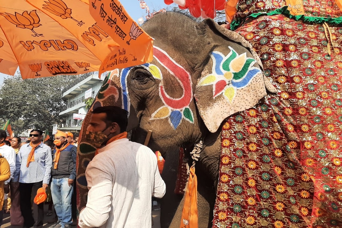 પરંતુ ભાજપના કાર્યકરોએ ભારે કરી હતી. હાથીને પણ ખેસ પહેરાવી દીધો. હાથીના ગળે બાંધેલો ખેસ લોકોનું ધ્યાન ખેસી રહ્યું હતું. ગજરાજને કેસરિયા આકર્ષણનું કેન્દ્ર બન્યું હતું. હાથીના ગળે ખેસ બાંધો એટલું નહિ પરંતુ હાથીને કમલમય બનાવી દીધો હતી. પરંતુ ભાજપના કાર્યકરોએ ભારે કરી હતી. હાથીને પણ ખેસ પહેરાવી દીધો. હાથીના ગળે બાંધેલો ખેસ લોકોનું ધ્યાન ખેસી રહ્યું હતું. ગજરાજને કેસરિયા આકર્ષણનું કેન્દ્ર બન્યું હતું. હાથીના ગળે ખેસ બાંધો એટલું નહિ પરંતુ હાથીને કમલમય બનાવી દીધો હતી.