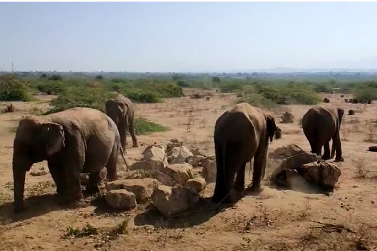 Four abandoned elephants found in Banaskantha village