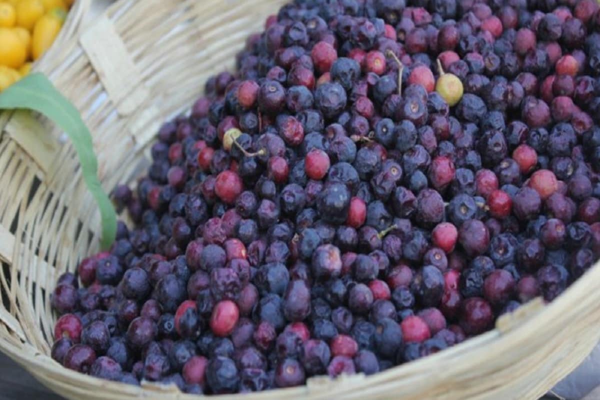 Health Benefits of Falsa: ઉનાળામાં પાચન સારૂ રાખવા માટે જરૂરી છે કે ખાવા-પીવાનું પુરતુ ધ્યાન રાખવામાં આવે. ત્યારે સિઝનલ ફળો સ્વાસ્થ્યને સારૂ રાખવામાં મદદ કરે છે સાથે જ ગર્મીથી પણ રાહત આપે છે. તેમાંથી એક છે ફાલસા. તપાવી નાખતી ગર્મીમાં ફાલસા ઠંડકનો અનુભવ કરાવે છે. કારણ કે ફાલસાની તાસિર ઠંડી હોય છે. આ ઉપરાંત તે સ્વાસ્થ્ય માટે પણ ઘણું ફાયદાકારક હોય છે. ગર્મીની ઋતુમાં મળતું આ ફળ લાલ-કાળા રંગનું ખાટુ-મીઠુ અને એકદમ નાના આકારનું હોય છે. દેખાવમાં તે જેટલા નાના છે તેના ગુણો એટલા જ મોટા છે. Health Benefits of Falsa: ઉનાળામાં પાચન સારૂ રાખવા માટે જરૂરી છે કે ખાવા-પીવાનું પુરતુ ધ્યાન રાખવામાં આવે. ત્યારે સિઝનલ ફળો સ્વાસ્થ્યને સારૂ રાખવામાં મદદ કરે છે સાથે જ ગર્મીથી પણ રાહત આપે છે. તેમાંથી એક છે ફાલસા. તપાવી નાખતી ગર્મીમાં ફાલસા ઠંડકનો અનુભવ કરાવે છે. કારણ કે ફાલસાની તાસિર ઠંડી હોય છે. આ ઉપરાંત તે સ્વાસ્થ્ય માટે પણ ઘણું ફાયદાકારક હોય છે. ગર્મીની ઋતુમાં મળતું આ ફળ લાલ-કાળા રંગનું ખાટુ-મીઠુ અને એકદમ નાના આકારનું હોય છે. દેખાવમાં તે જેટલા નાના છે તેના ગુણો એટલા જ મોટા છે.