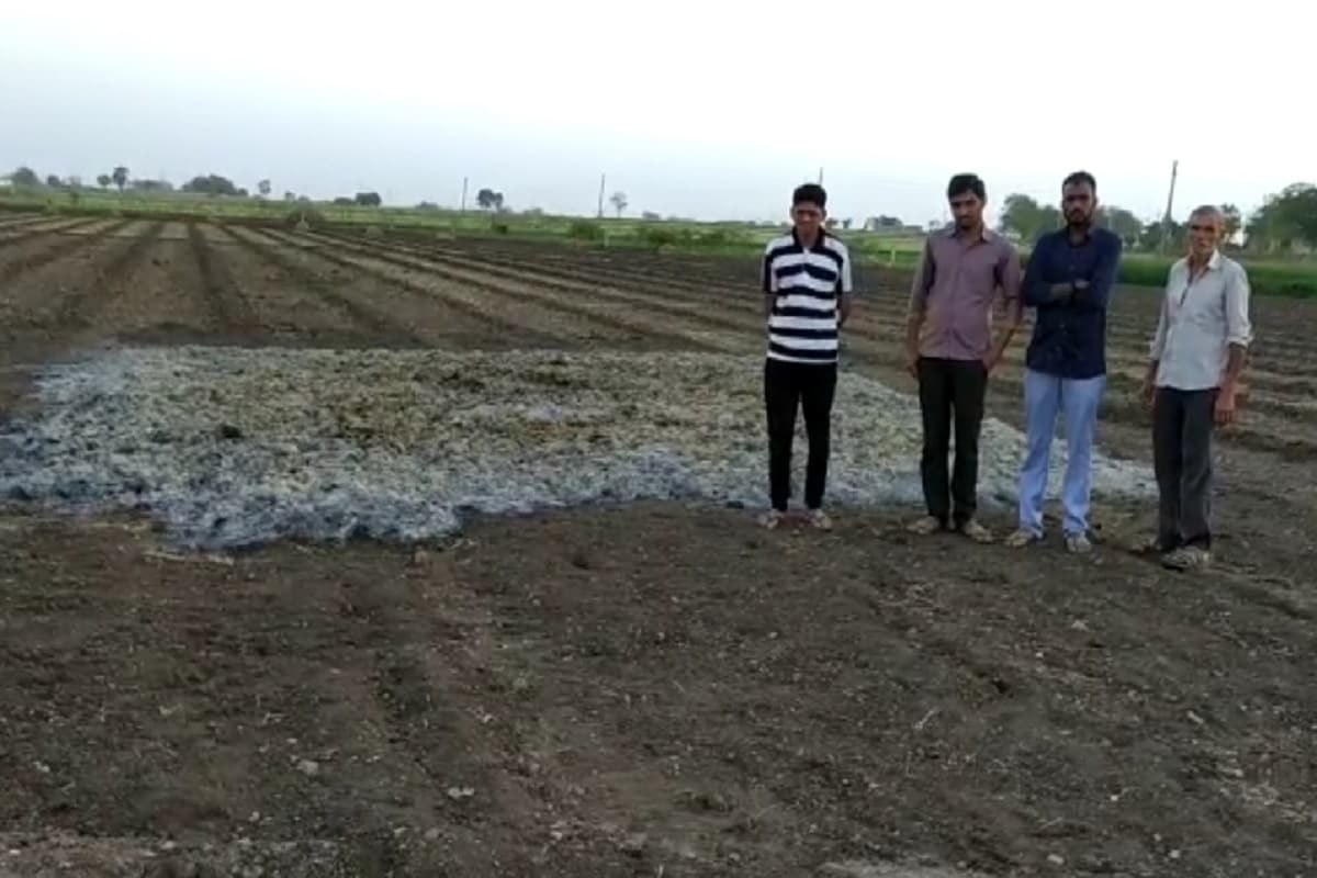 હરિન માત્રાવાડિયા, રાજકોટ: જસદણ (Jasdan) તાલુકાના વીરનગરમાં રહેતા સંજયભાઇ જયંતીભાઇ ખુંટની વાડીમાં (Farm) ઉપાડેલા જીરૂના પાકમાં અજાણ્યા શખ્સોએ દીવાસળી ચાંપી દીધી હતી. આથી જીરાનો પાક બળીને ખાખ થતા ખેડૂતને (Farmer) સાડા ત્રણ લાખની નુકસાની વેઠવાનો વારો આવ્યો છે. એક તરફ ચોમાસું પાક નિષ્ફળ જતા ખેડૂતે જીરાના પાકથી આર્થિક ફાયદો થશે તેવી આશા હતી. પરંતુ તૈયાર પાકને અજાણ્યા શખ્સોએ સળગાવી નાખતા ખેડૂતની પડ્યા પર પાટા સમાન સ્થિતિ જોવા મળી રહી છે. હરિન માત્રાવાડિયા, રાજકોટ: જસદણ (Jasdan) તાલુકાના વીરનગરમાં રહેતા સંજયભાઇ જયંતીભાઇ ખુંટની વાડીમાં (Farm) ઉપાડેલા જીરૂના પાકમાં અજાણ્યા શખ્સોએ દીવાસળી ચાંપી દીધી હતી. આથી જીરાનો પાક બળીને ખાખ થતા ખેડૂતને (Farmer) સાડા ત્રણ લાખની નુકસાની વેઠવાનો વારો આવ્યો છે. એક તરફ ચોમાસું પાક નિષ્ફળ જતા ખેડૂતે જીરાના પાકથી આર્થિક ફાયદો થશે તેવી આશા હતી. પરંતુ તૈયાર પાકને અજાણ્યા શખ્સોએ સળગાવી નાખતા ખેડૂતની પડ્યા પર પાટા સમાન સ્થિતિ જોવા મળી રહી છે.