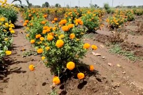 રાજકોટ: હોળી પર પાબંધી આવતા ફૂલોની ખેતી કરતા ખેડૂતોની માઠી દશા બેઠી