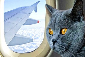 OMG! પ્લેનના કોકપીટમાં બિલાડીનો હંગામો, પાયલટને ઇર્મજન્સી લેન્ડીંગ કરવું પડ્યું
