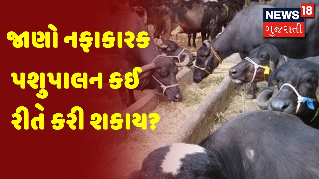 અન્નદાતા: જાણો નફાકારક પશુપાલન કઈ રીતે કરી શકાય?